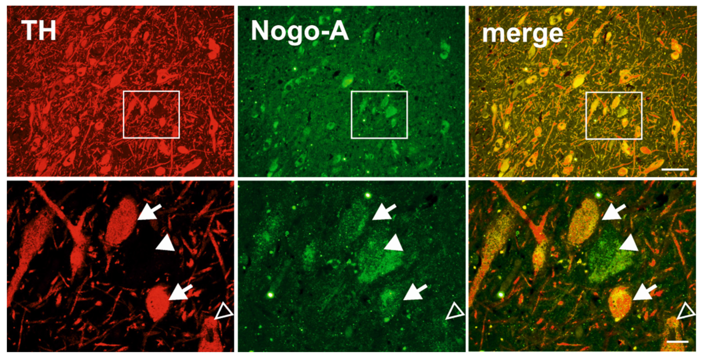 Cells 10 03368 g0a3 Cells 10 03368 g0a3