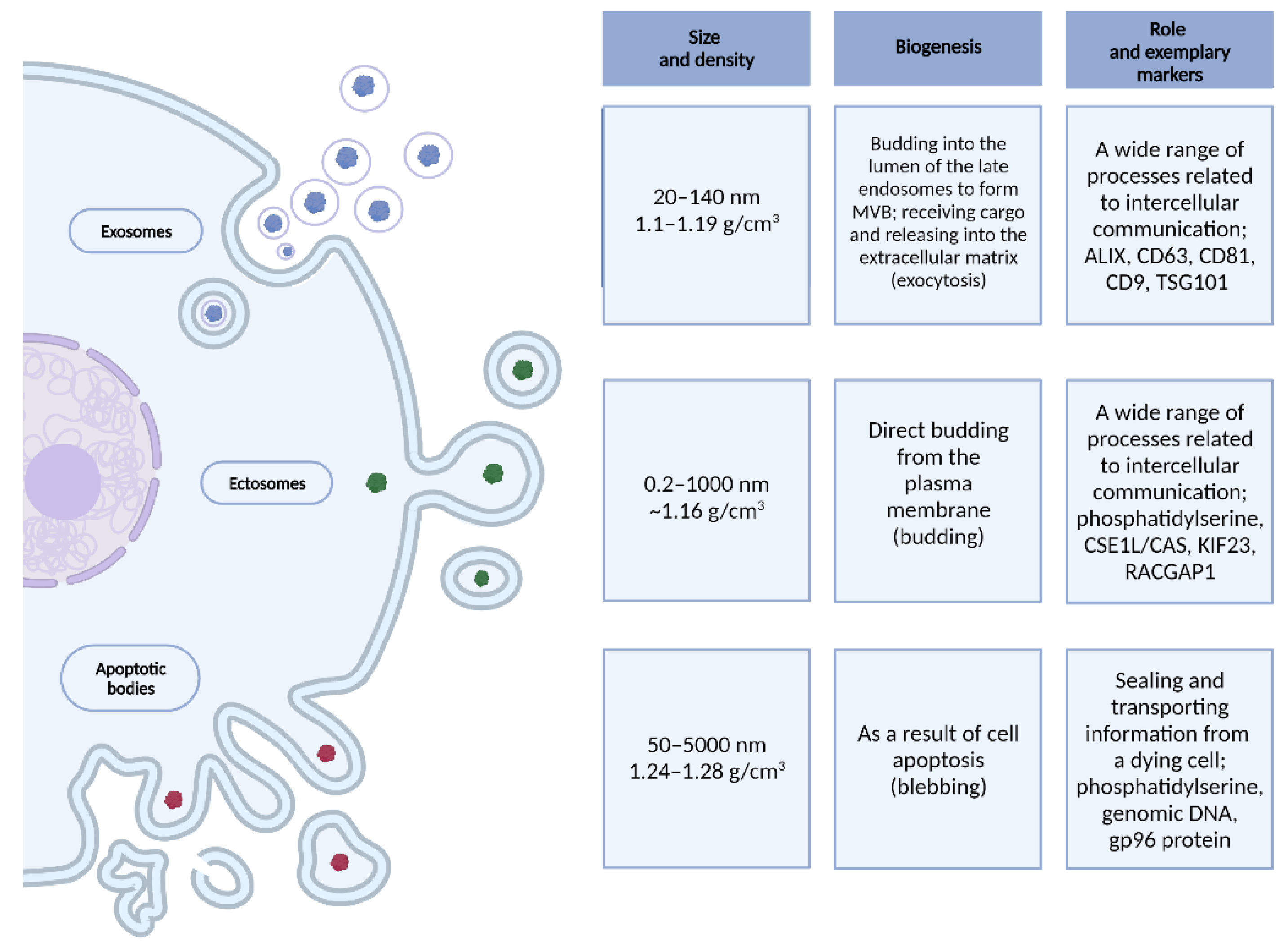 Cells 10 03383 g001 Cells 10 03383 g001