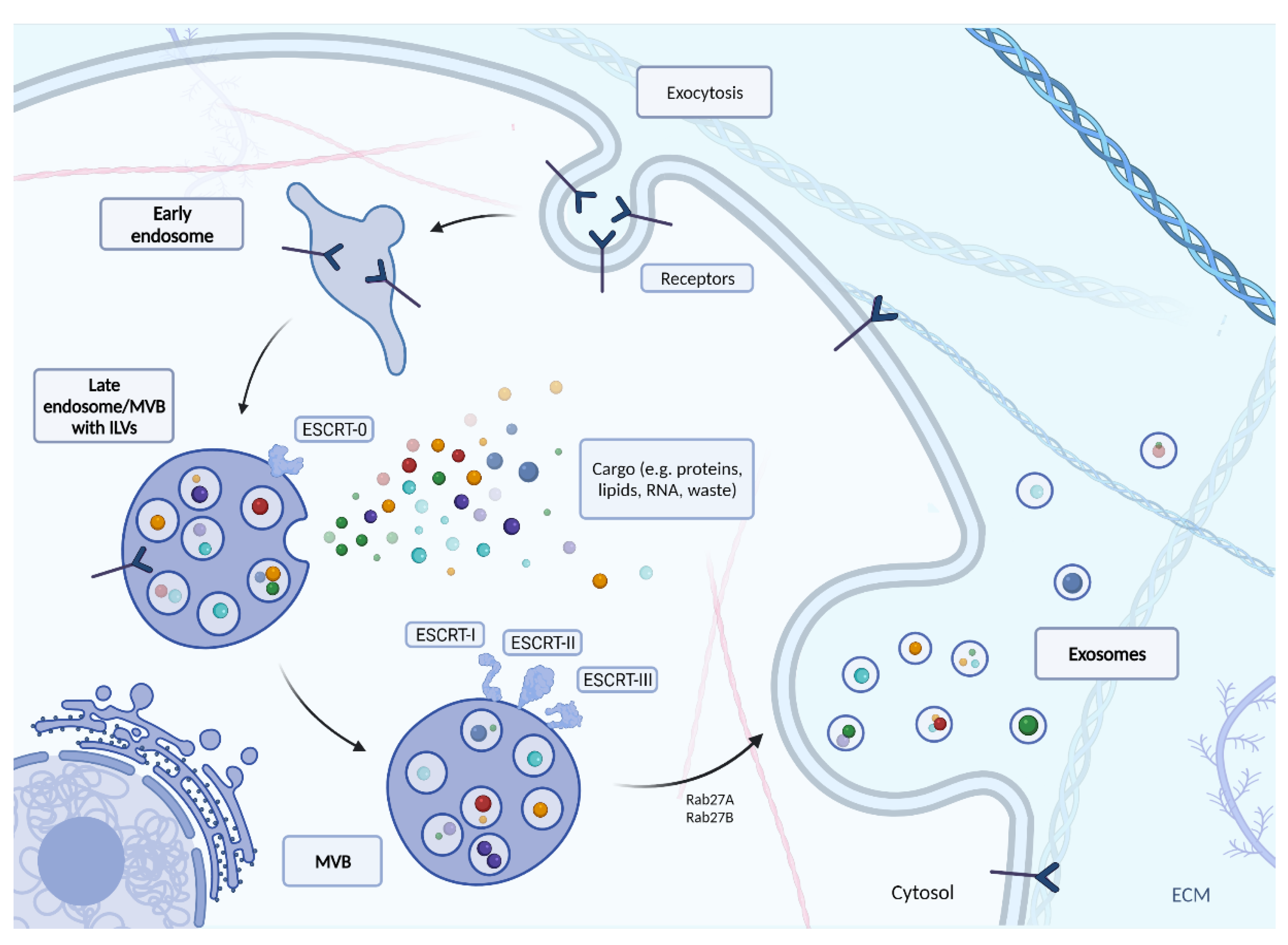 Cells 10 03383 g002 Cells 10 03383 g002