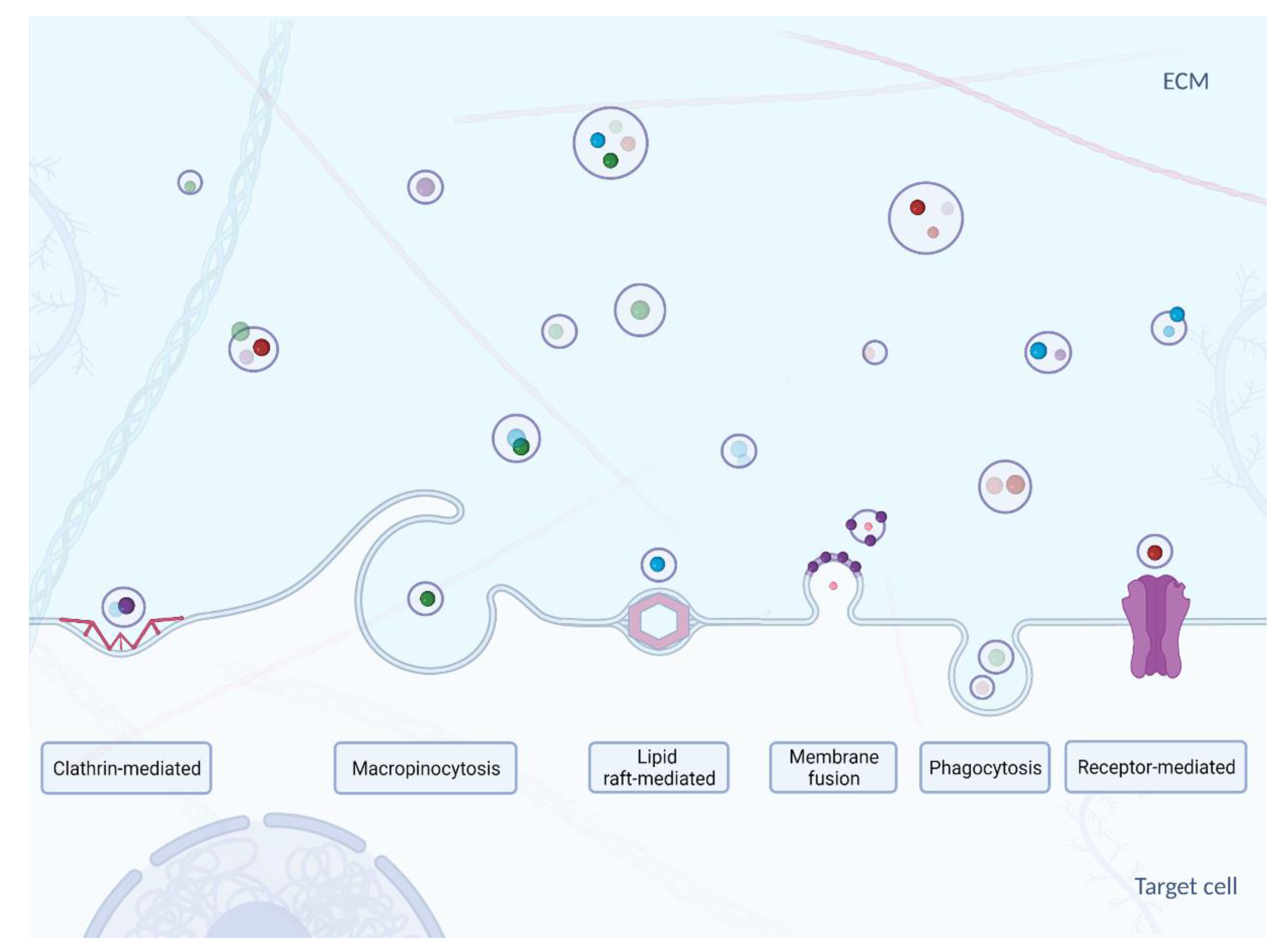 Cells 10 03383 g003 Cells 10 03383 g003