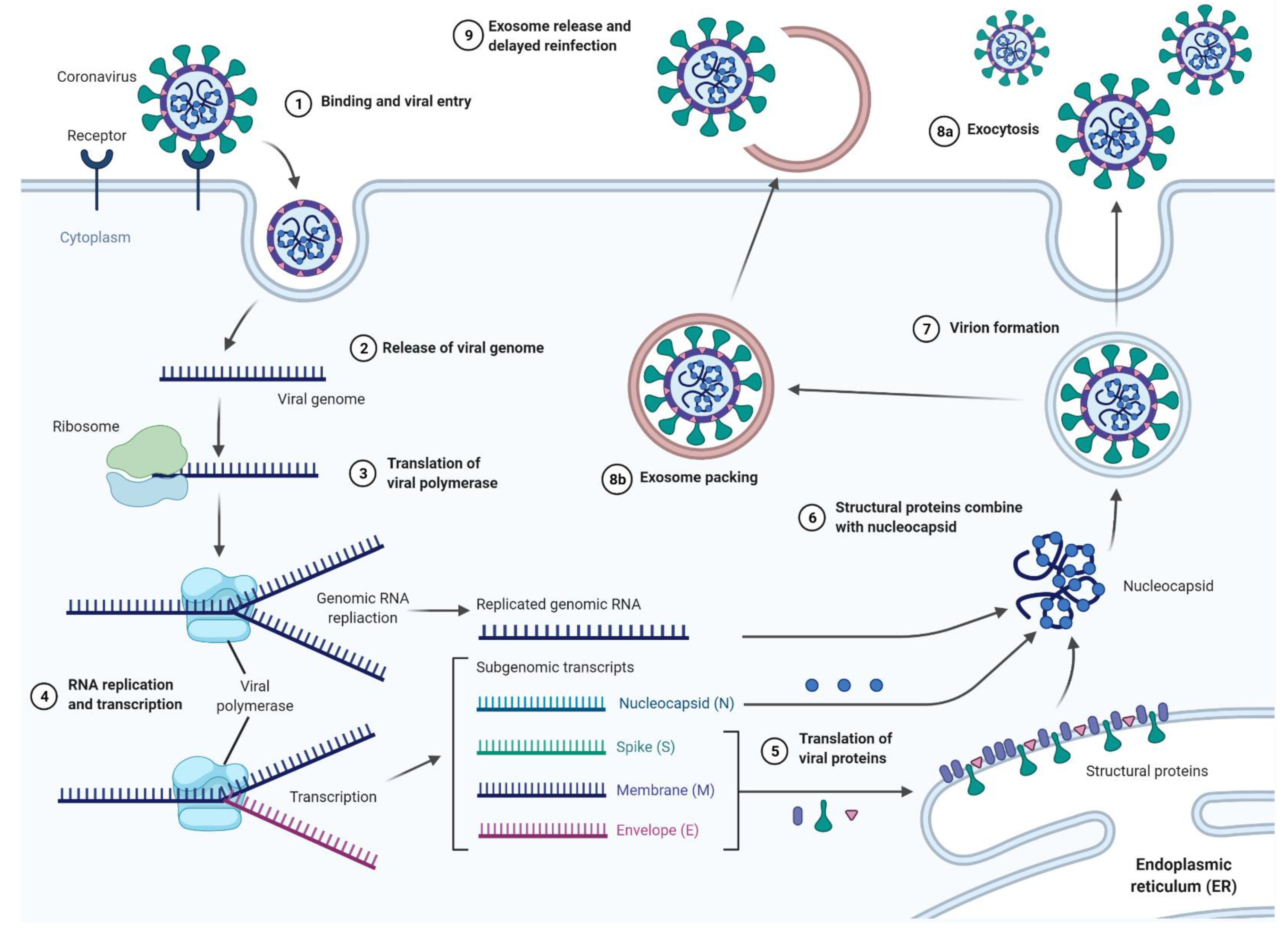 Cells 10 03383 g004 Cells 10 03383 g004