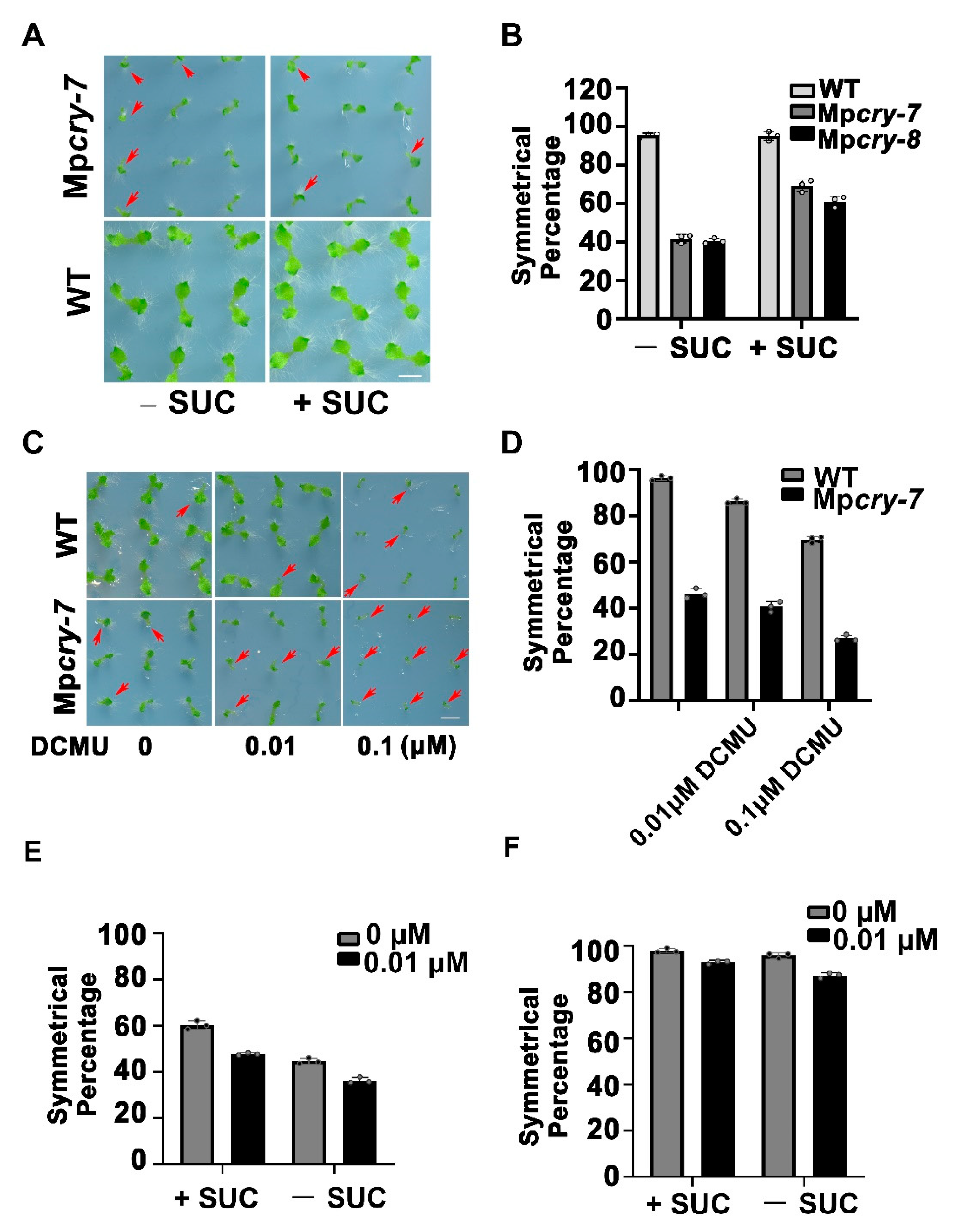 Cells 10 03387 g005 Cells 10 03387 g005