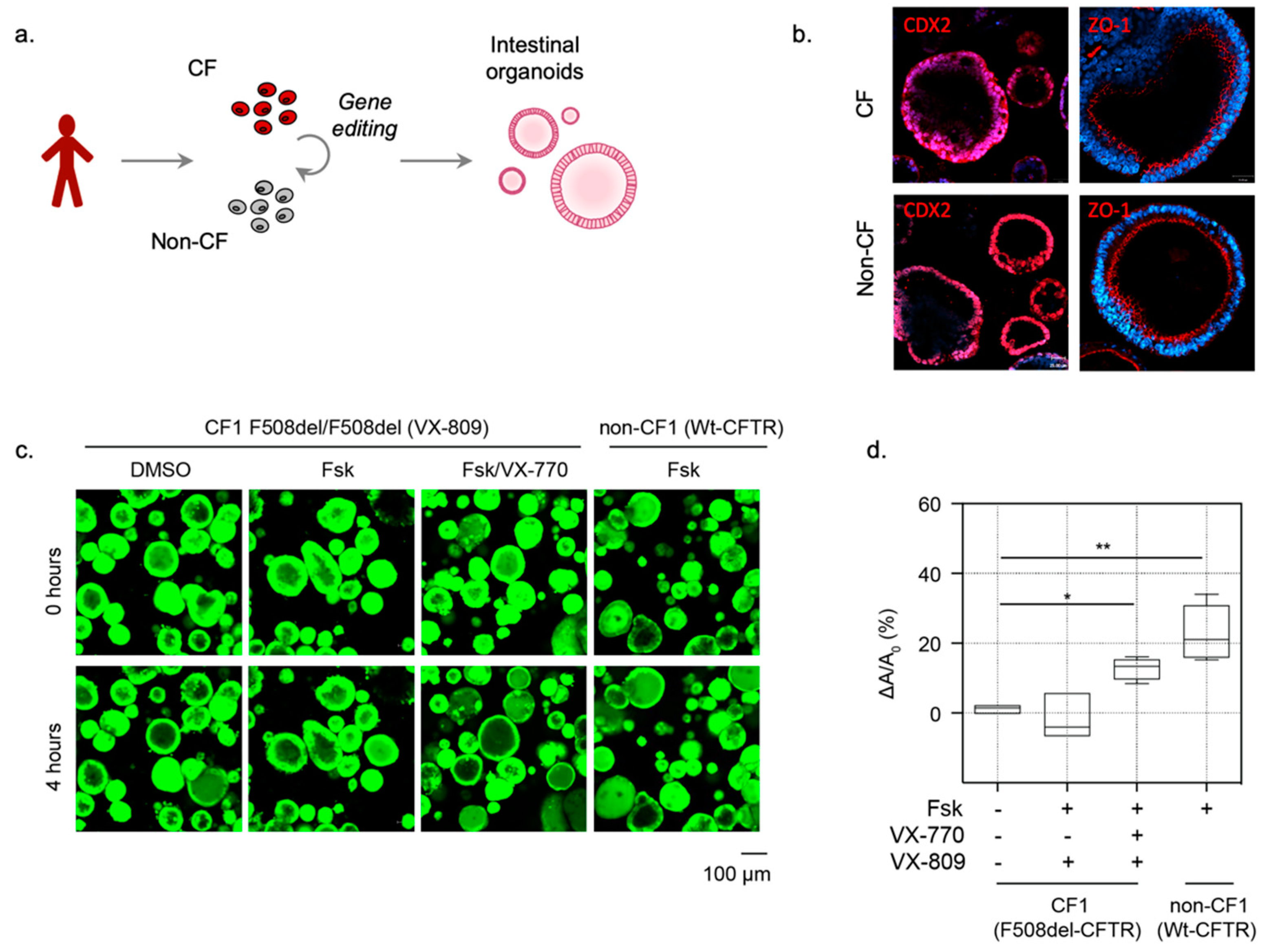 Cells 10 03419 g001 Cells 10 03419 g001