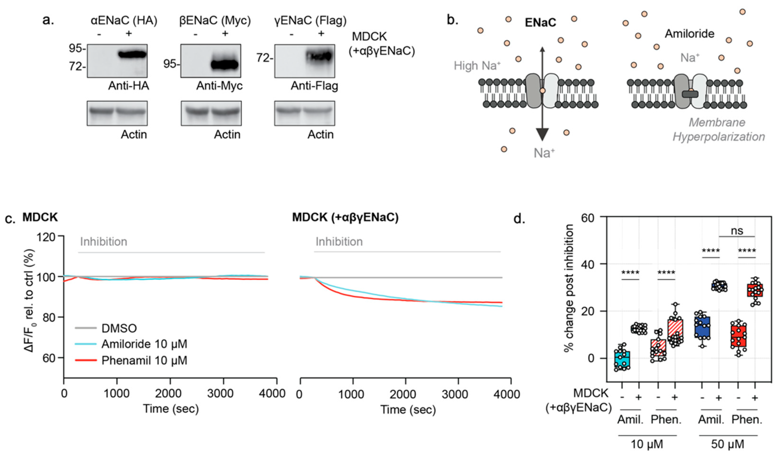 Cells 10 03419 g005 Cells 10 03419 g005