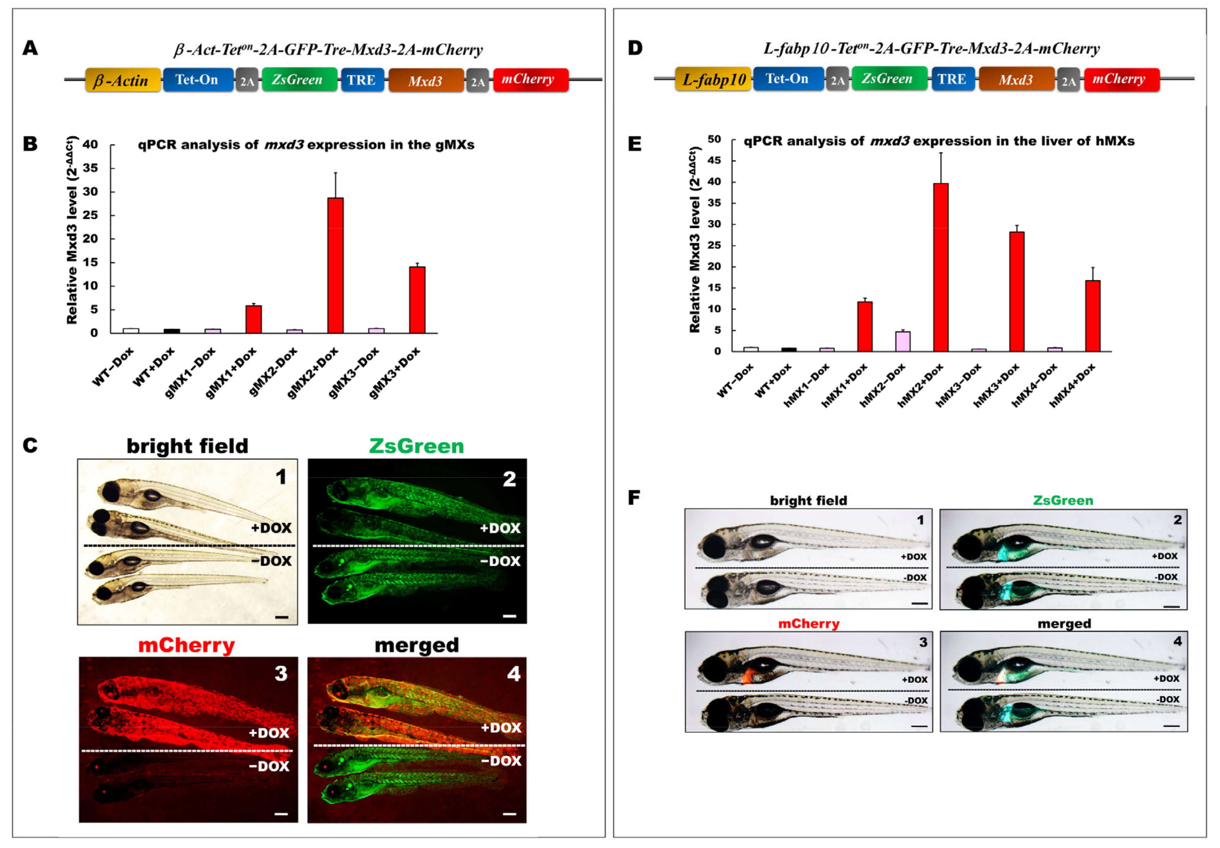 Cells 10 03434 g001