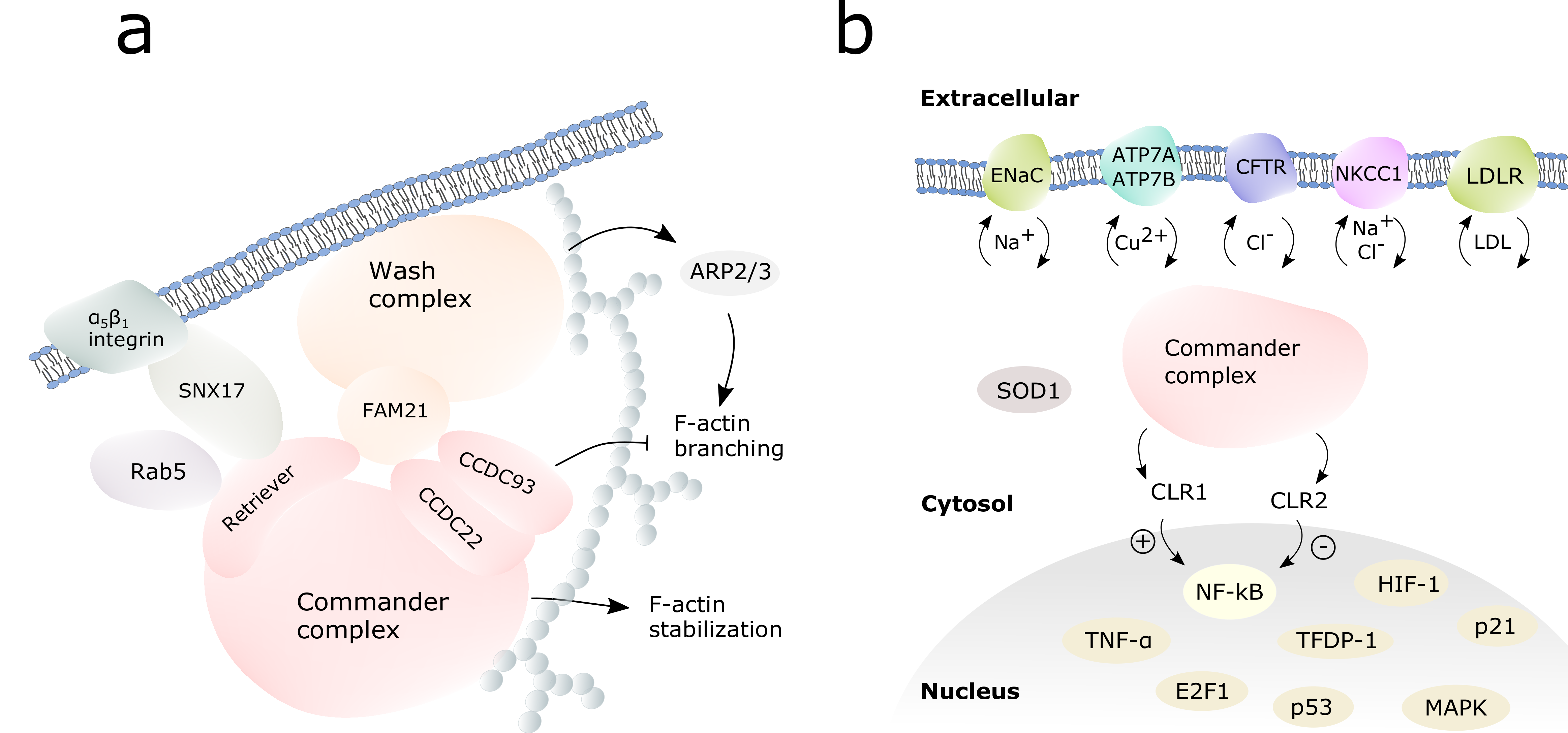 Cells 10 03447 g003 Cells 10 03447 g003