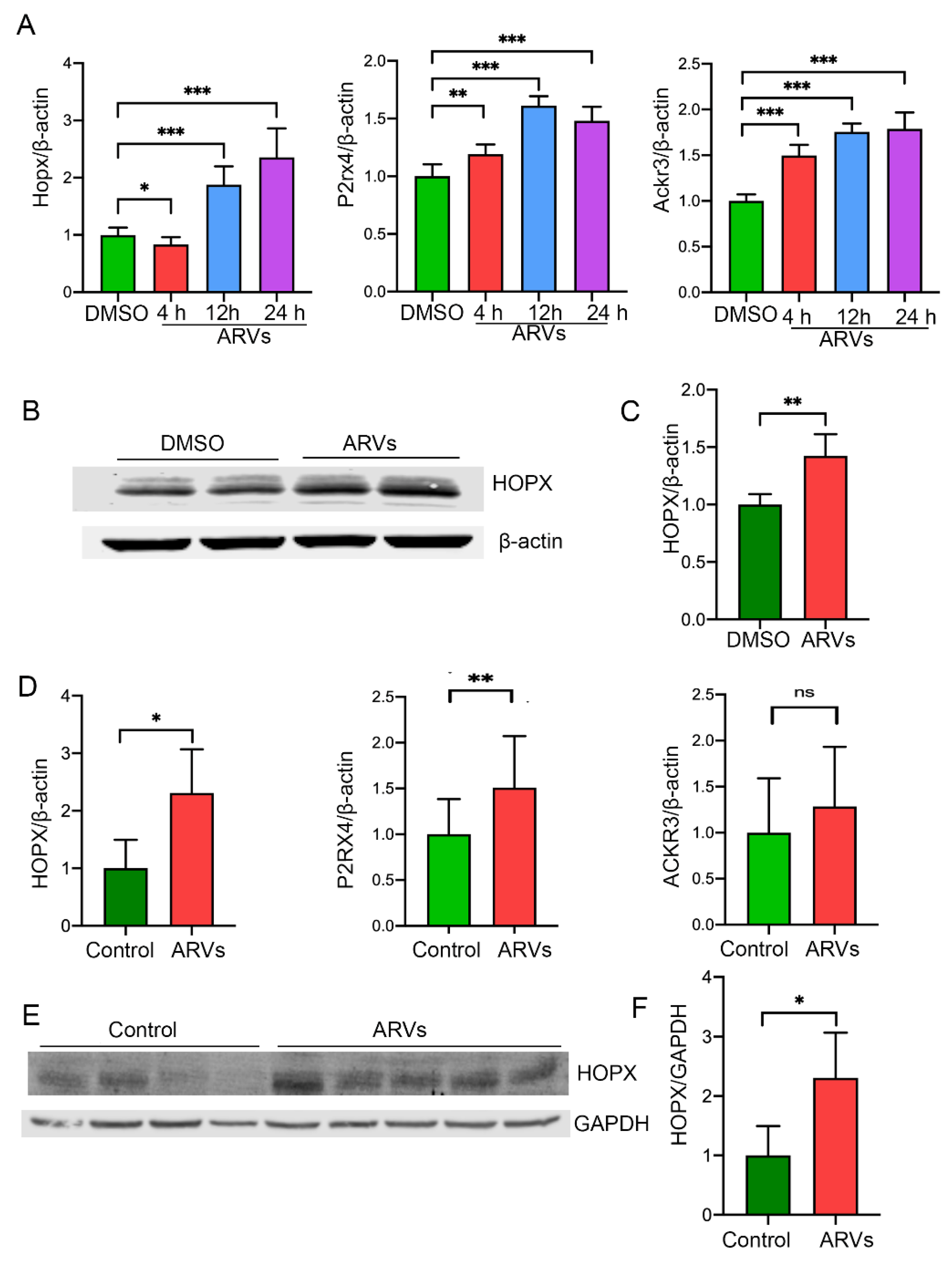 Cells 10 03458 g002 Cells 10 03458 g002