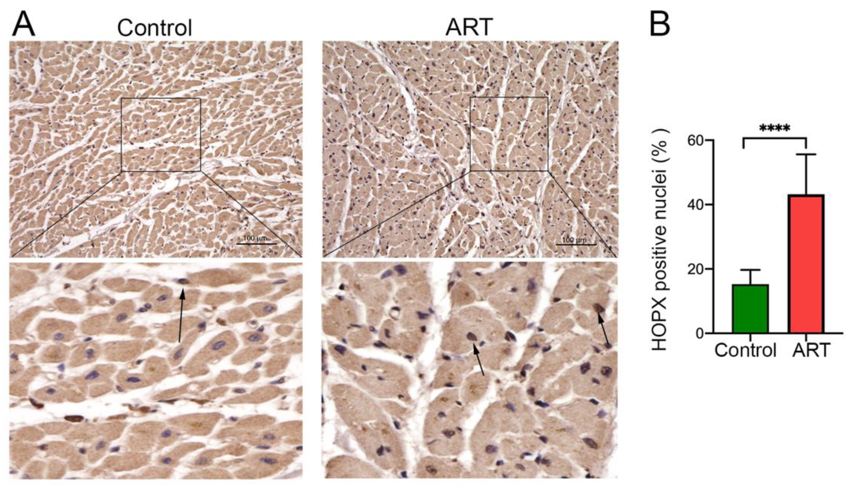 Cells 10 03458 g003 Cells 10 03458 g003