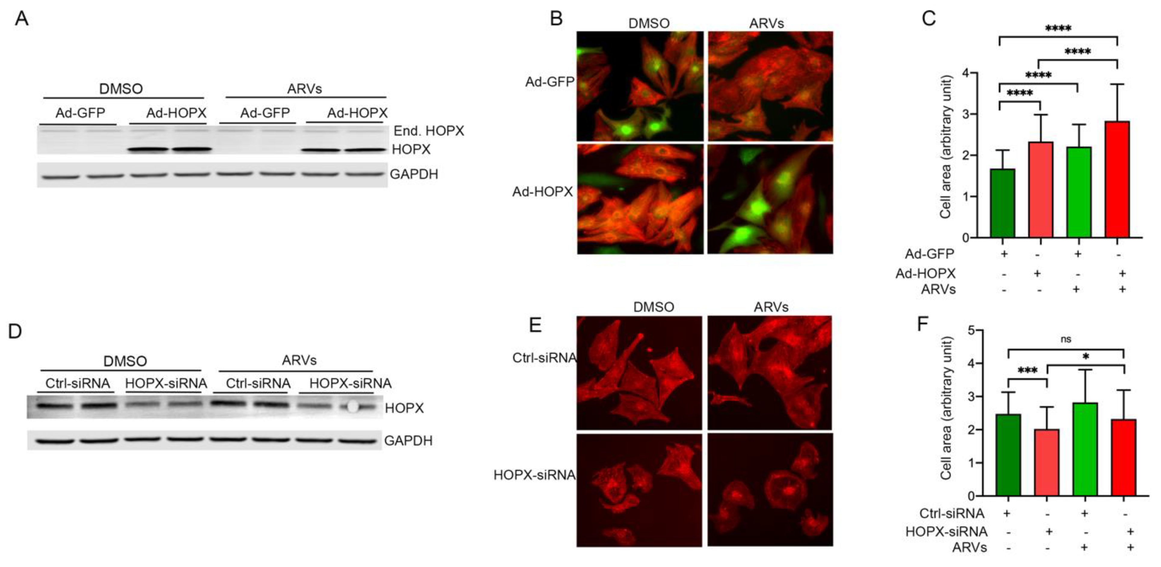 Cells 10 03458 g004 Cells 10 03458 g004