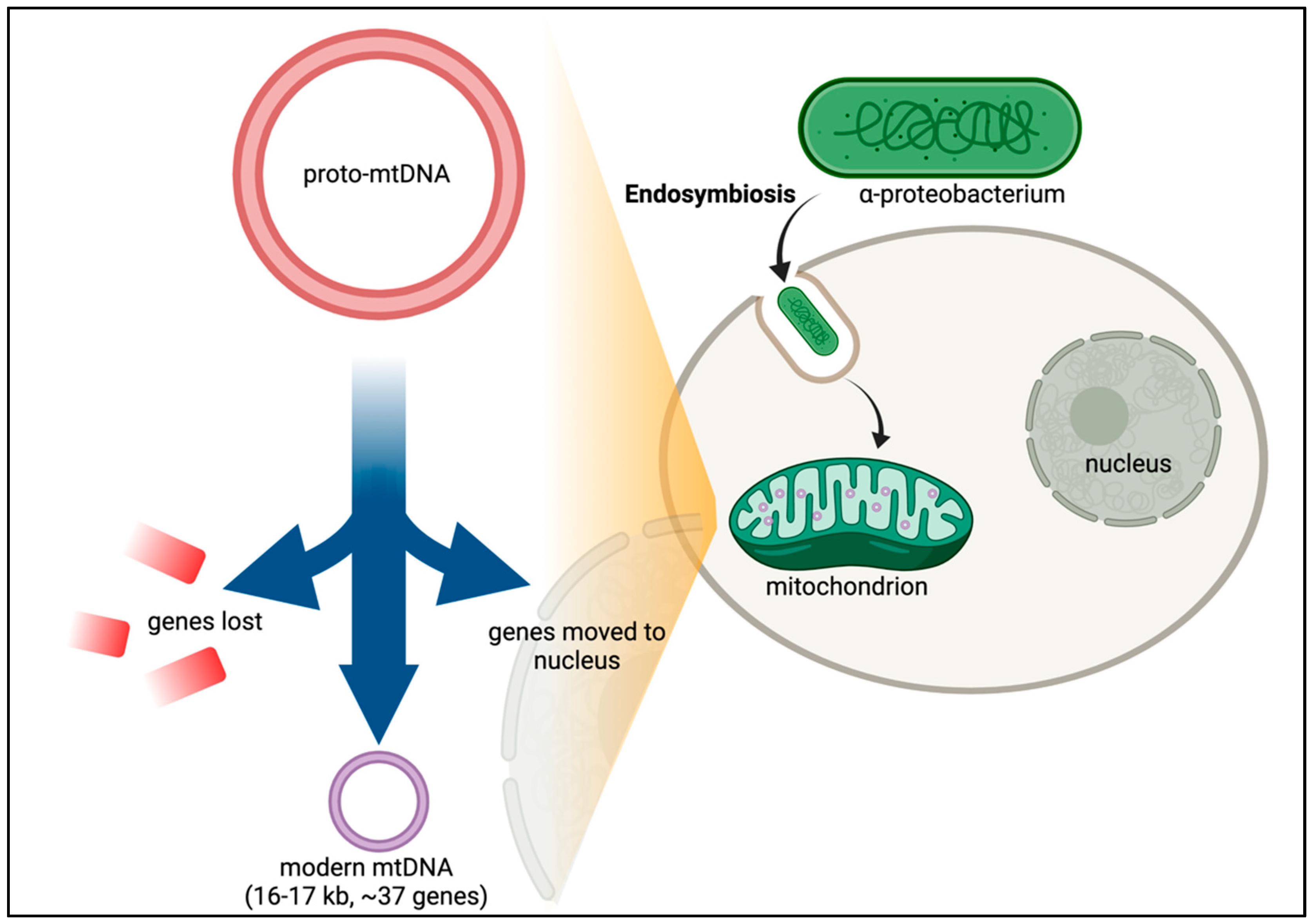 Cells 10 03460 g002 Cells 10 03460 g002