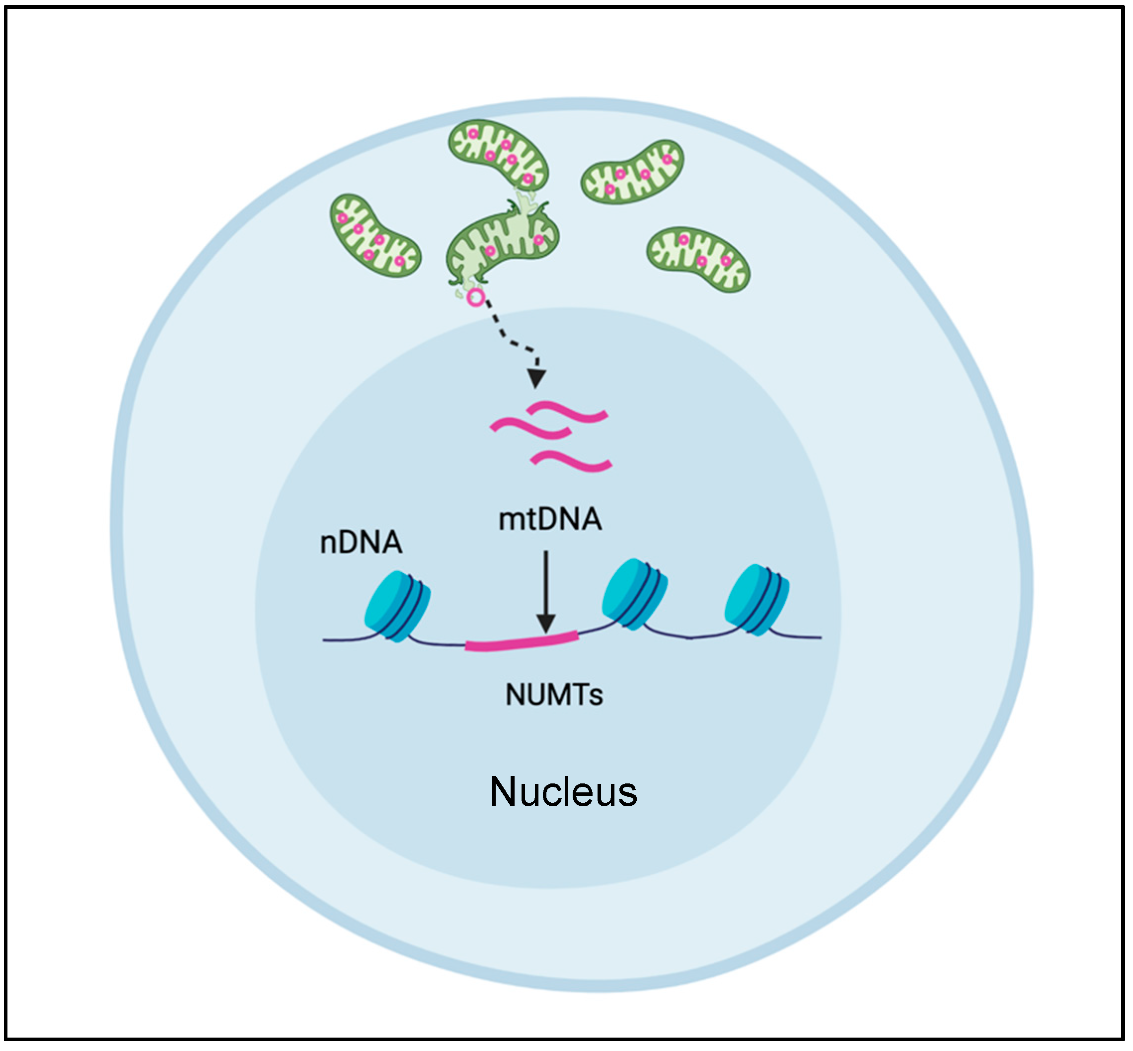 Cells 10 03460 g003 Cells 10 03460 g003