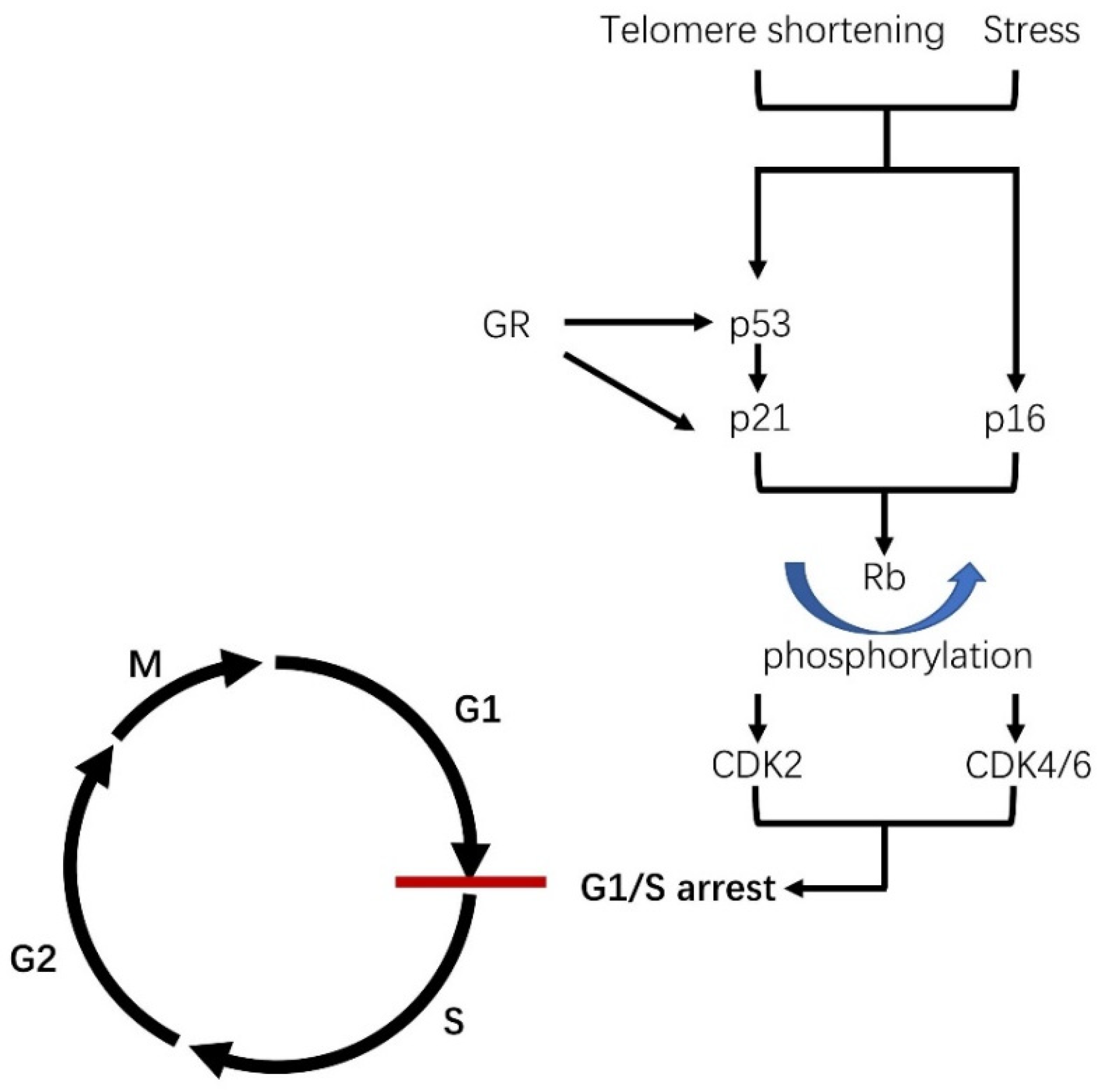 Cells 10 03474 g001 Cells 10 03474 g001