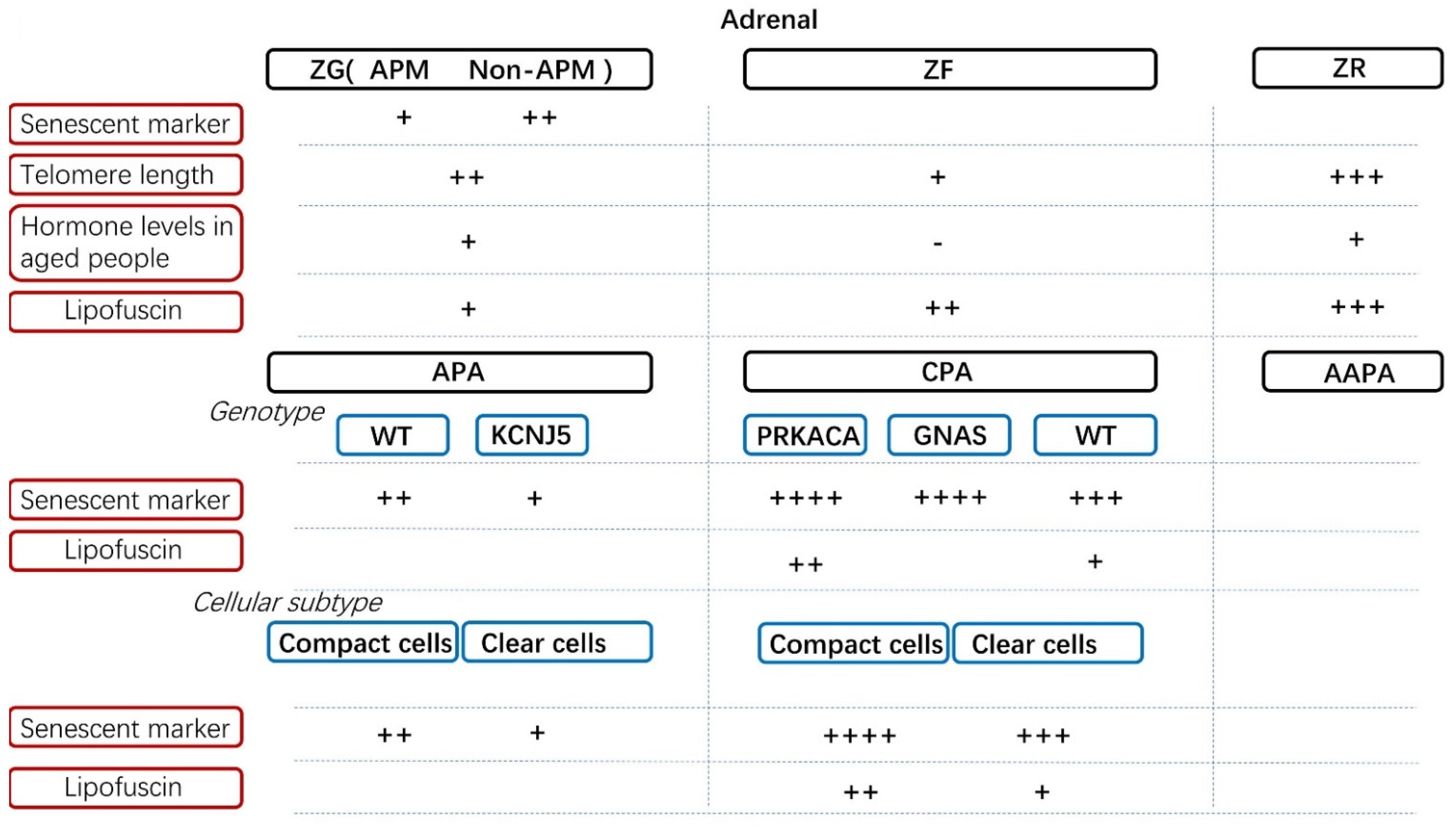 Cells 10 03474 g003 Cells 10 03474 g003