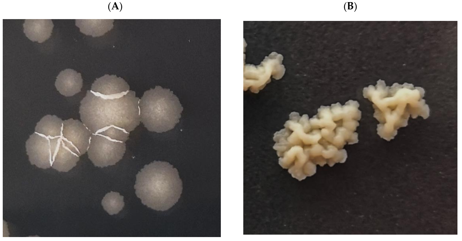 Cells 10 03476 g010 Cells 10 03476 g010