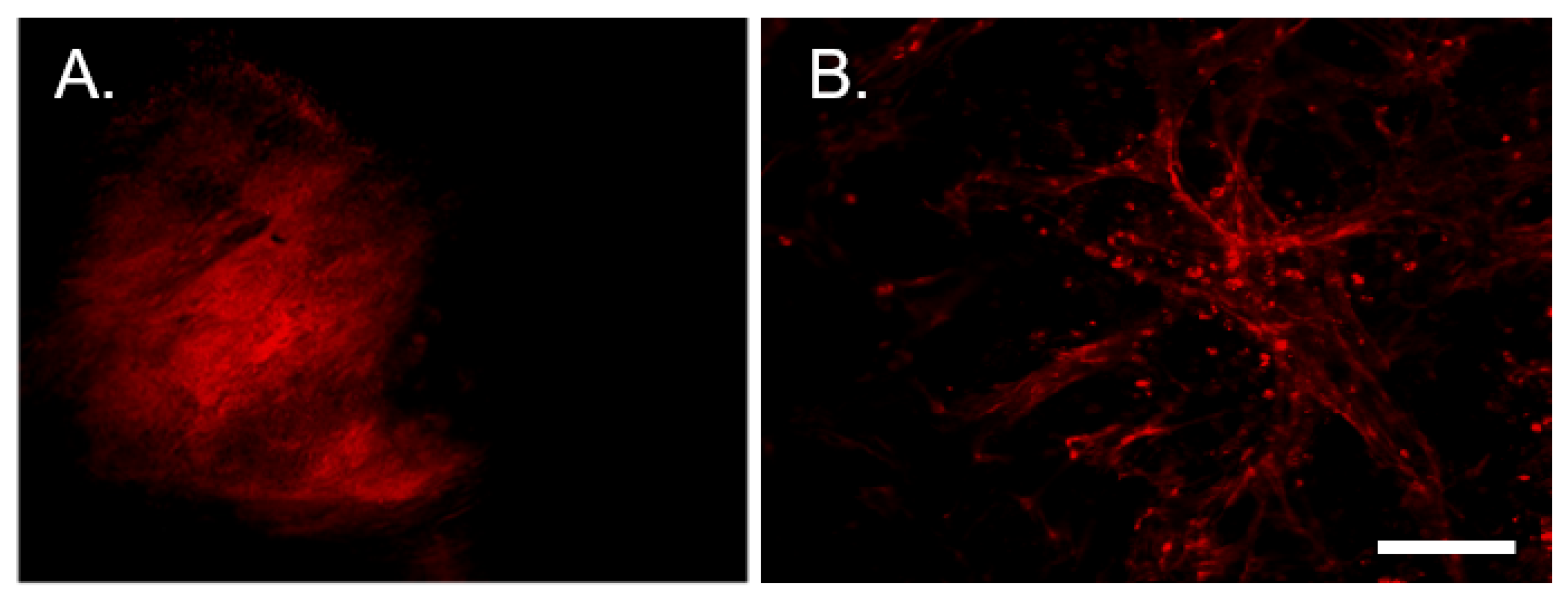 Cells 10 03491 g005 Cells 10 03491 g005