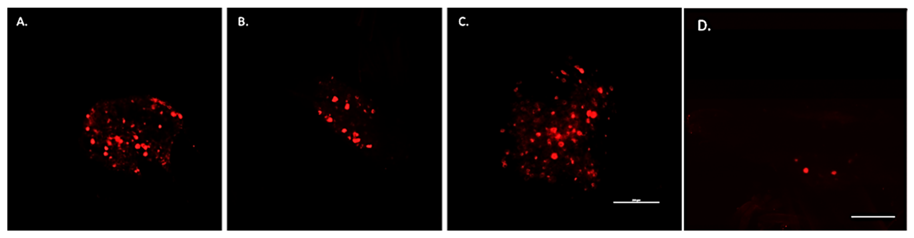 Cells 10 03491 g006 Cells 10 03491 g006