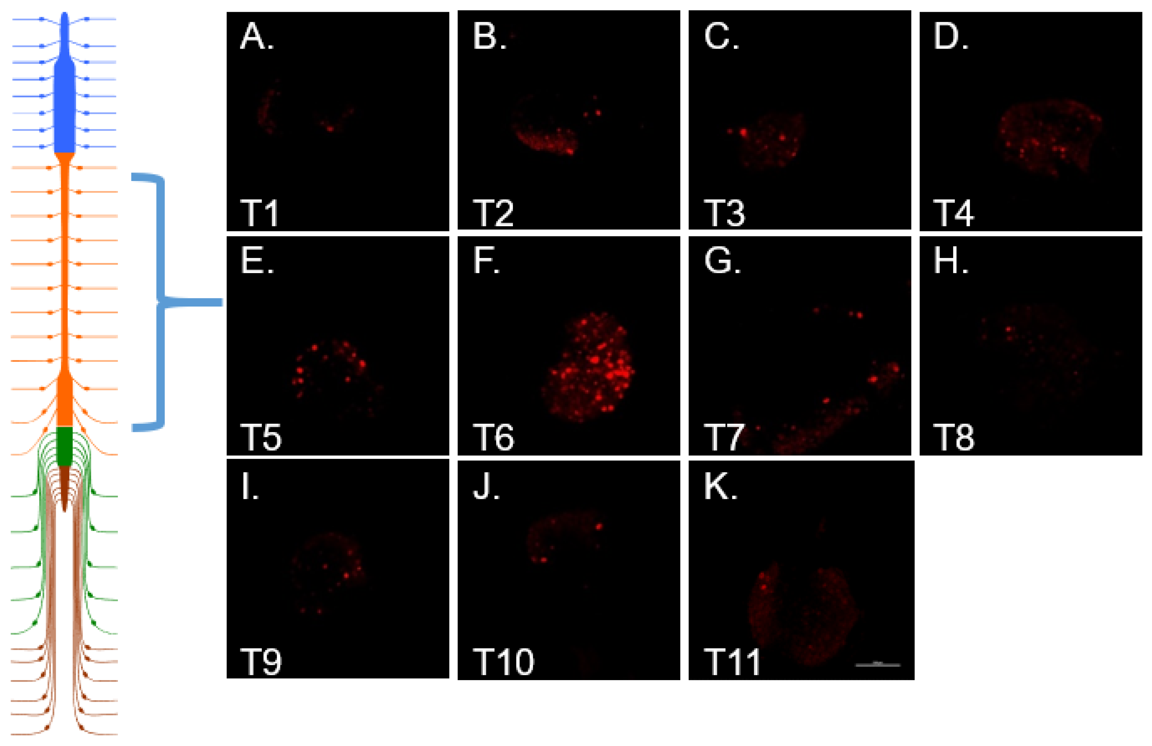 Cells 10 03491 g007 Cells 10 03491 g007
