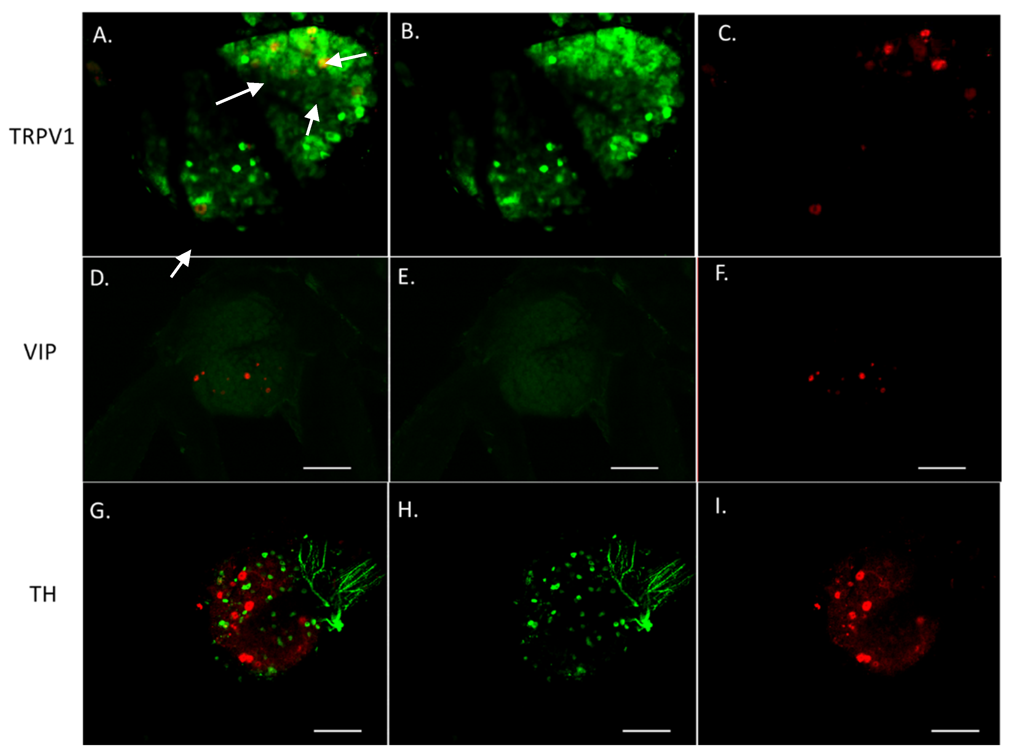 Cells 10 03491 g008 Cells 10 03491 g008
