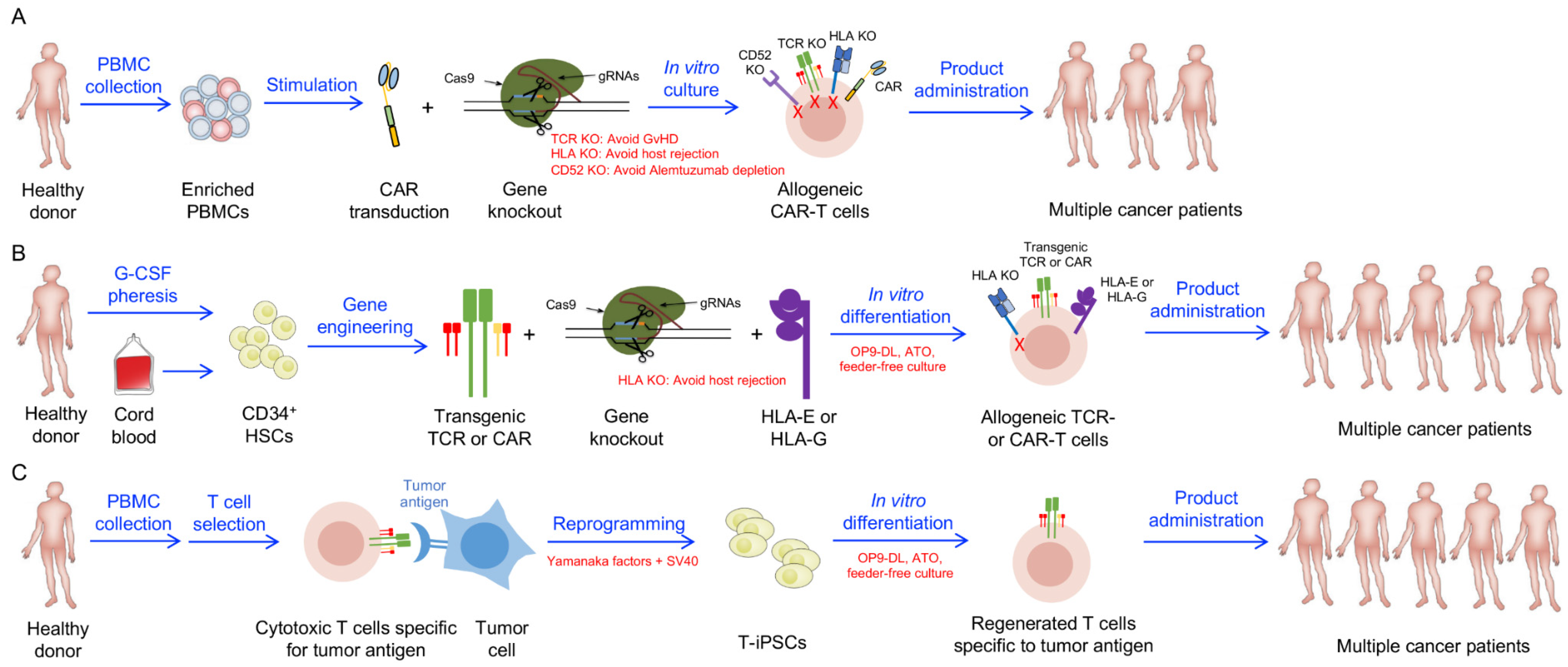 Cells 10 03497 g001