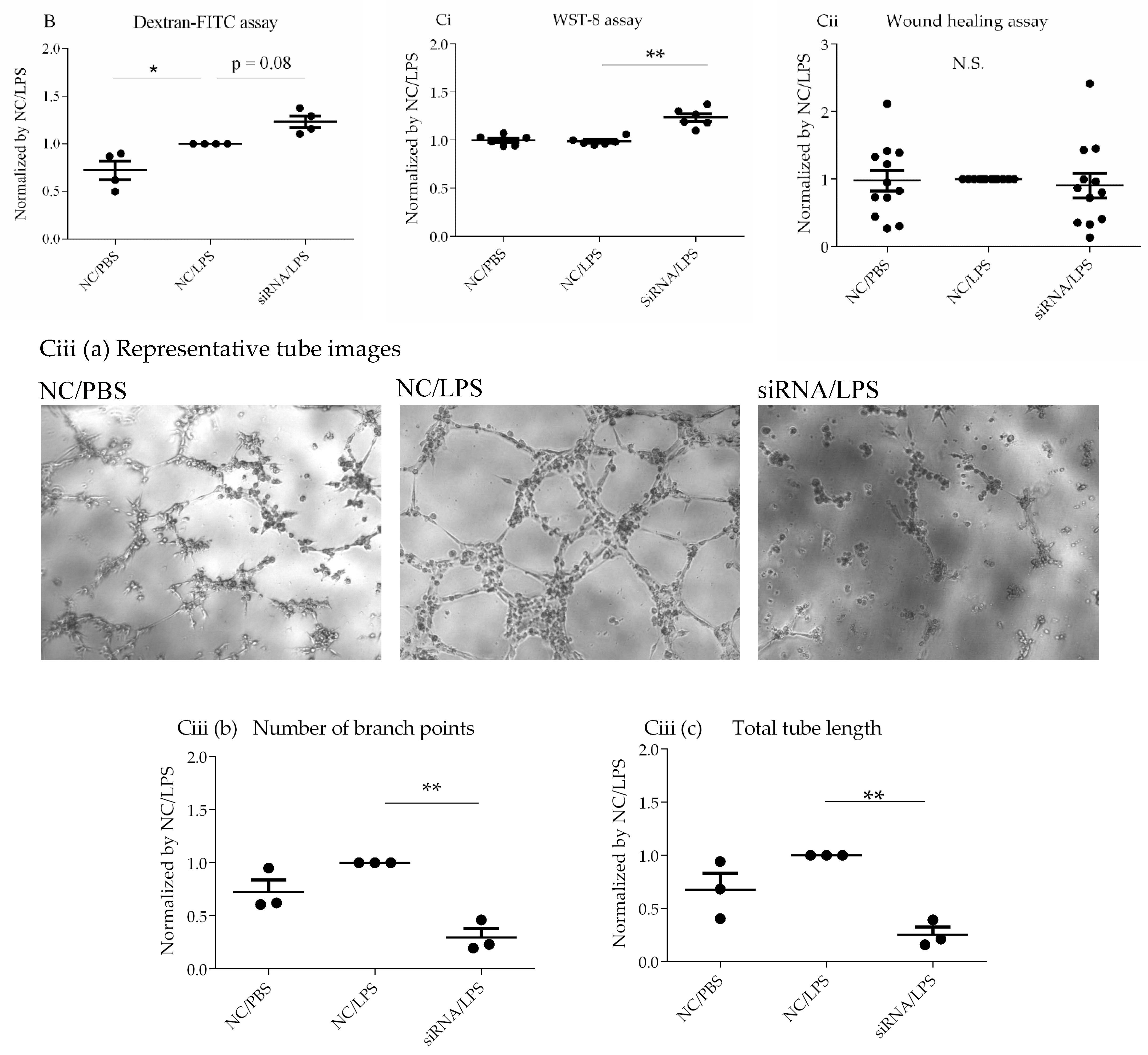 Cells 10 03508 g005b
