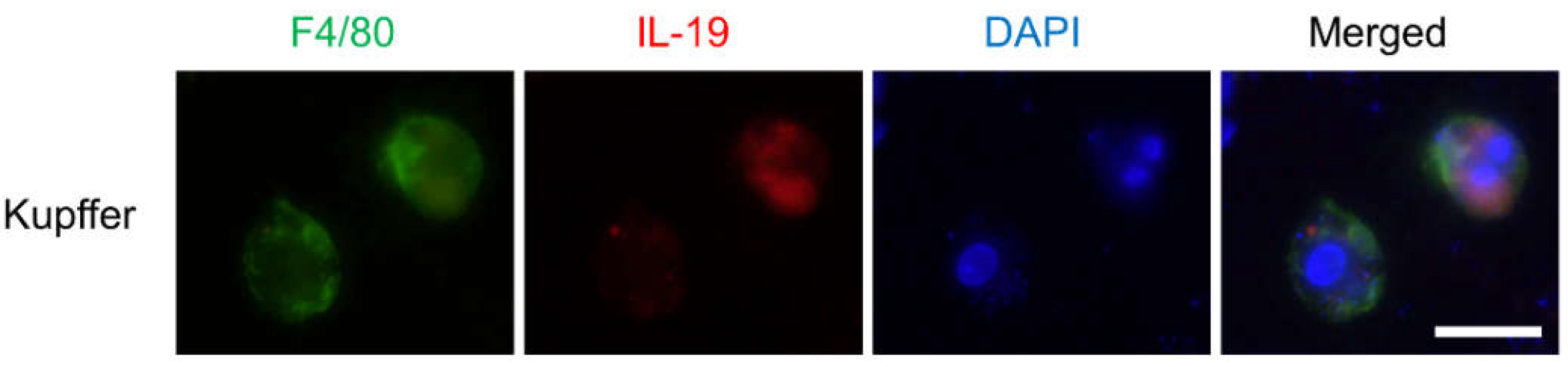Cells 10 03513 g001 Cells 10 03513 g001