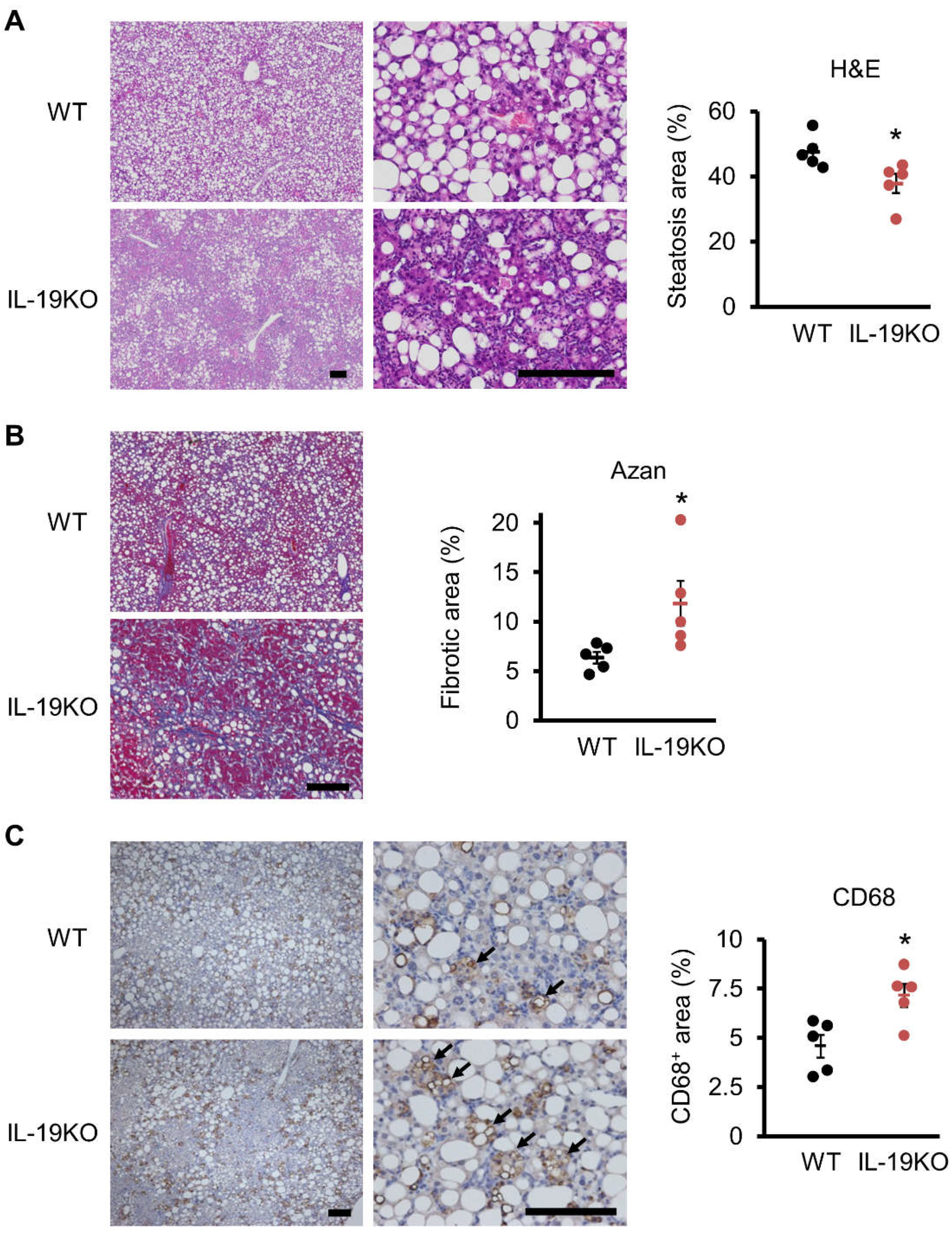 Cells 10 03513 g003 Cells 10 03513 g003