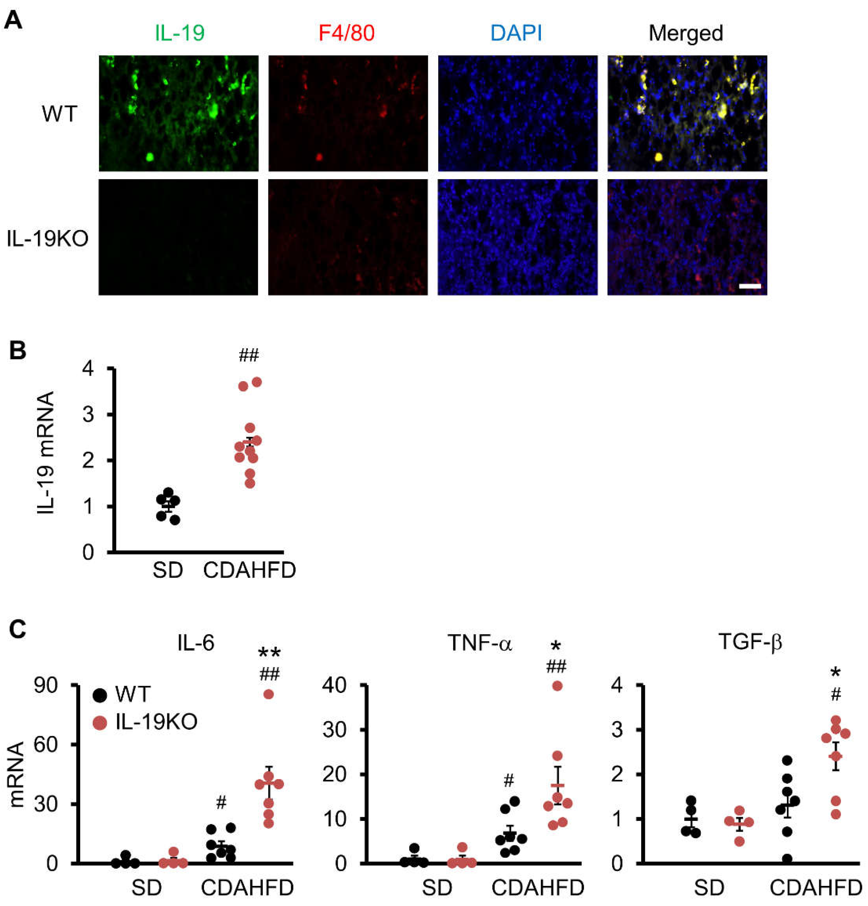 Cells 10 03513 g004 Cells 10 03513 g004