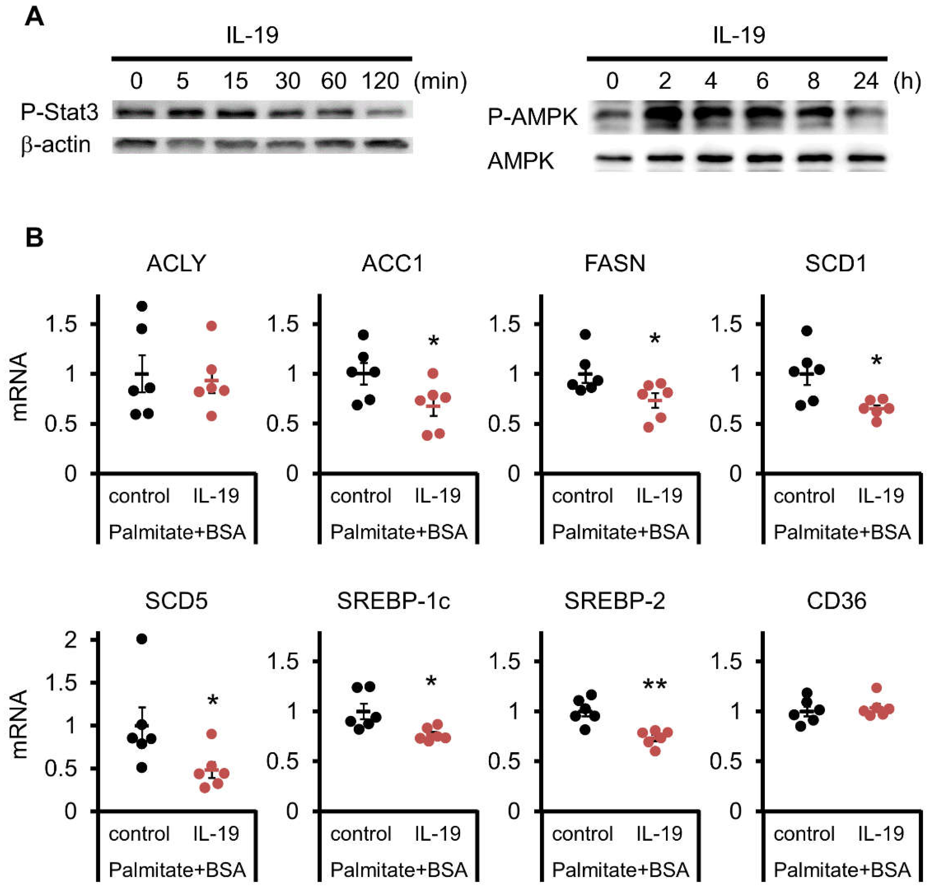 Cells 10 03513 g006 Cells 10 03513 g006