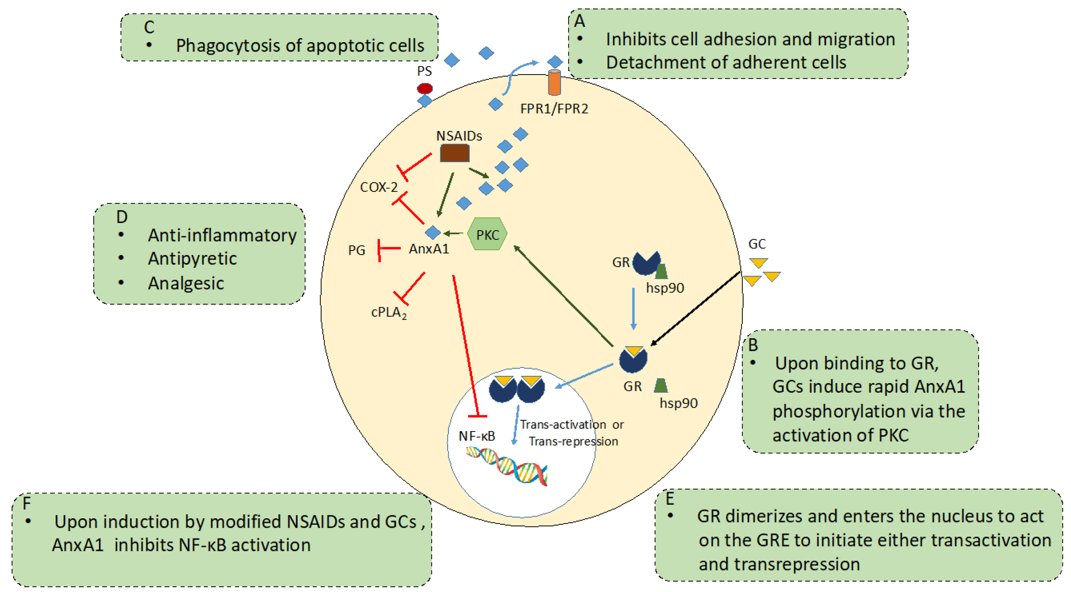 Cells 10 03524 g002 Cells 10 03524 g002