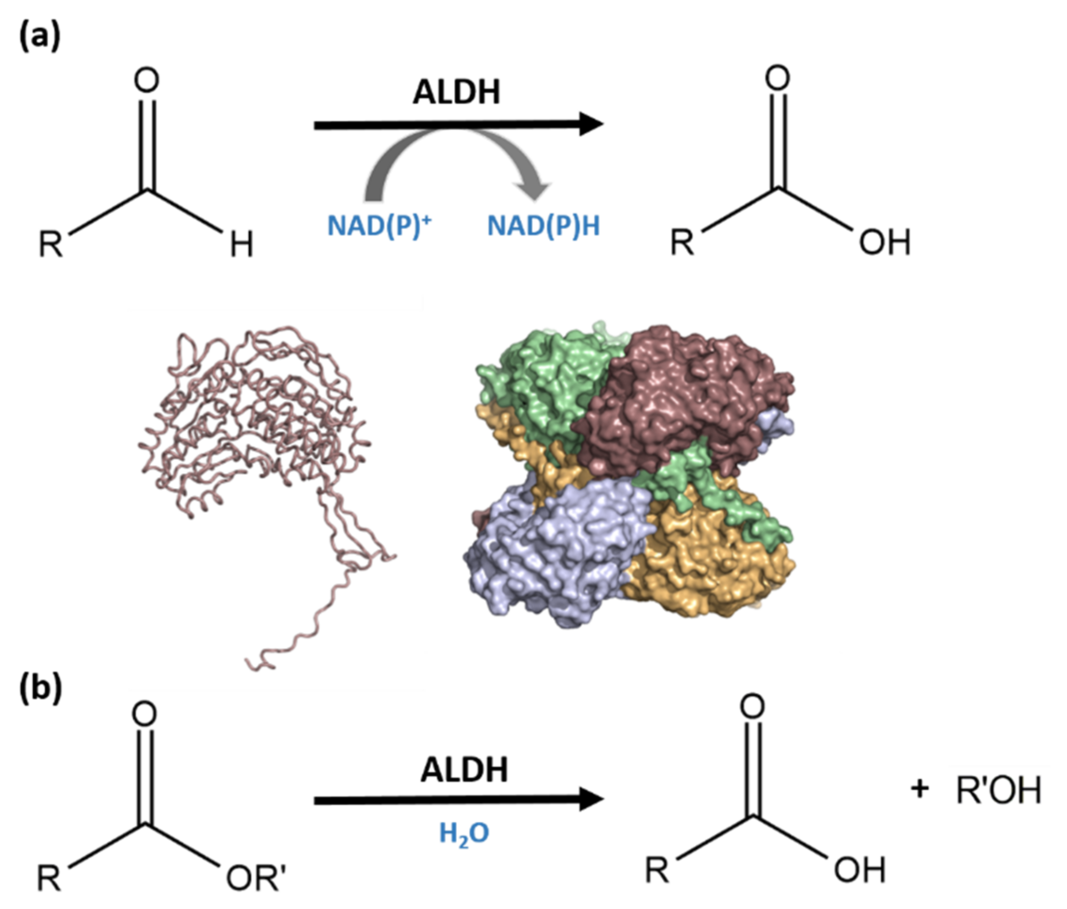 Cells 10 03535 sch001