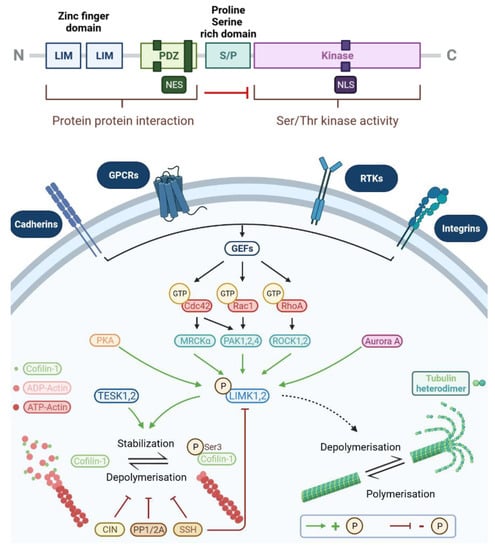 Cells 10 03542 g001 550