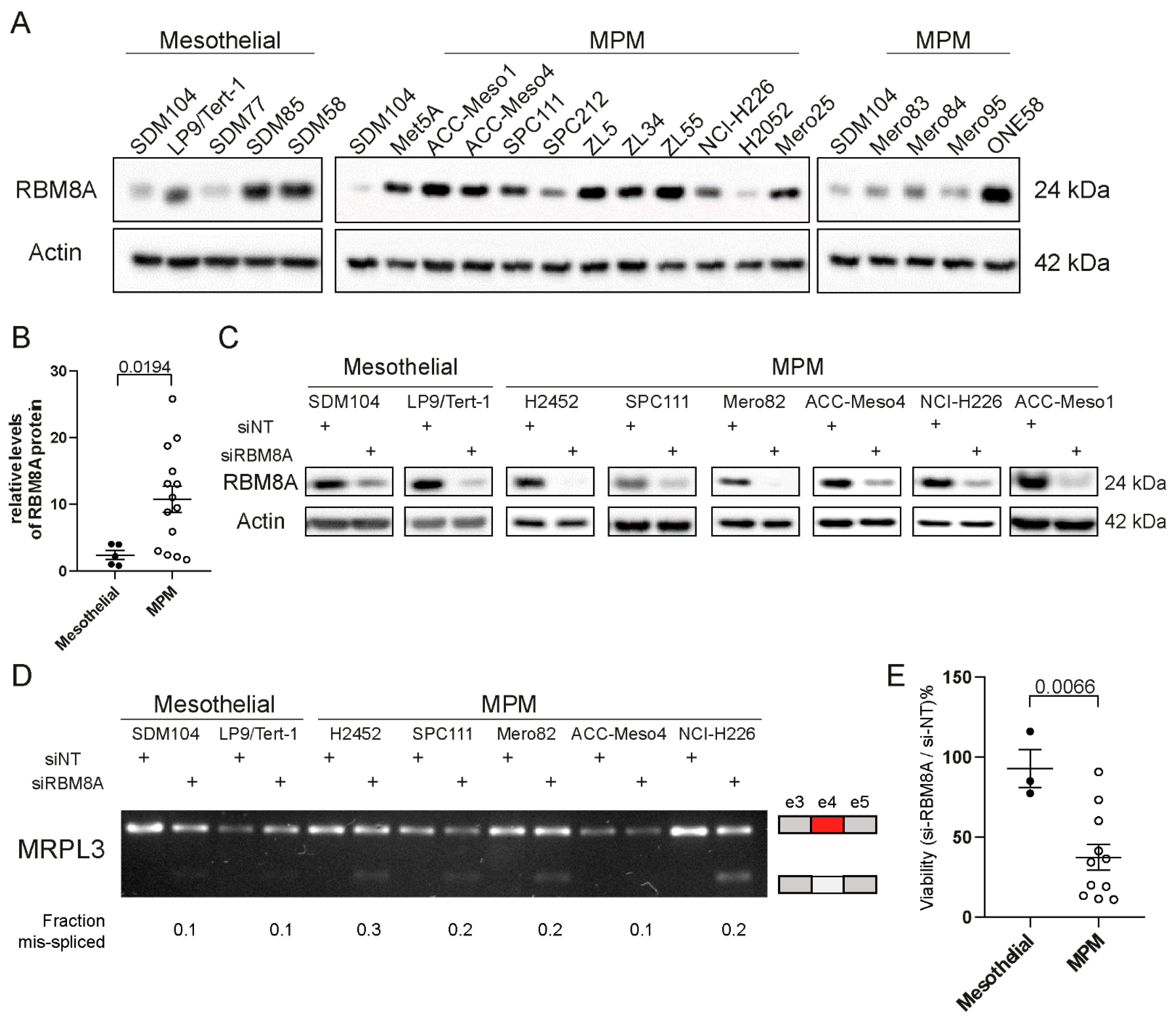 Cells 10 03543 g001