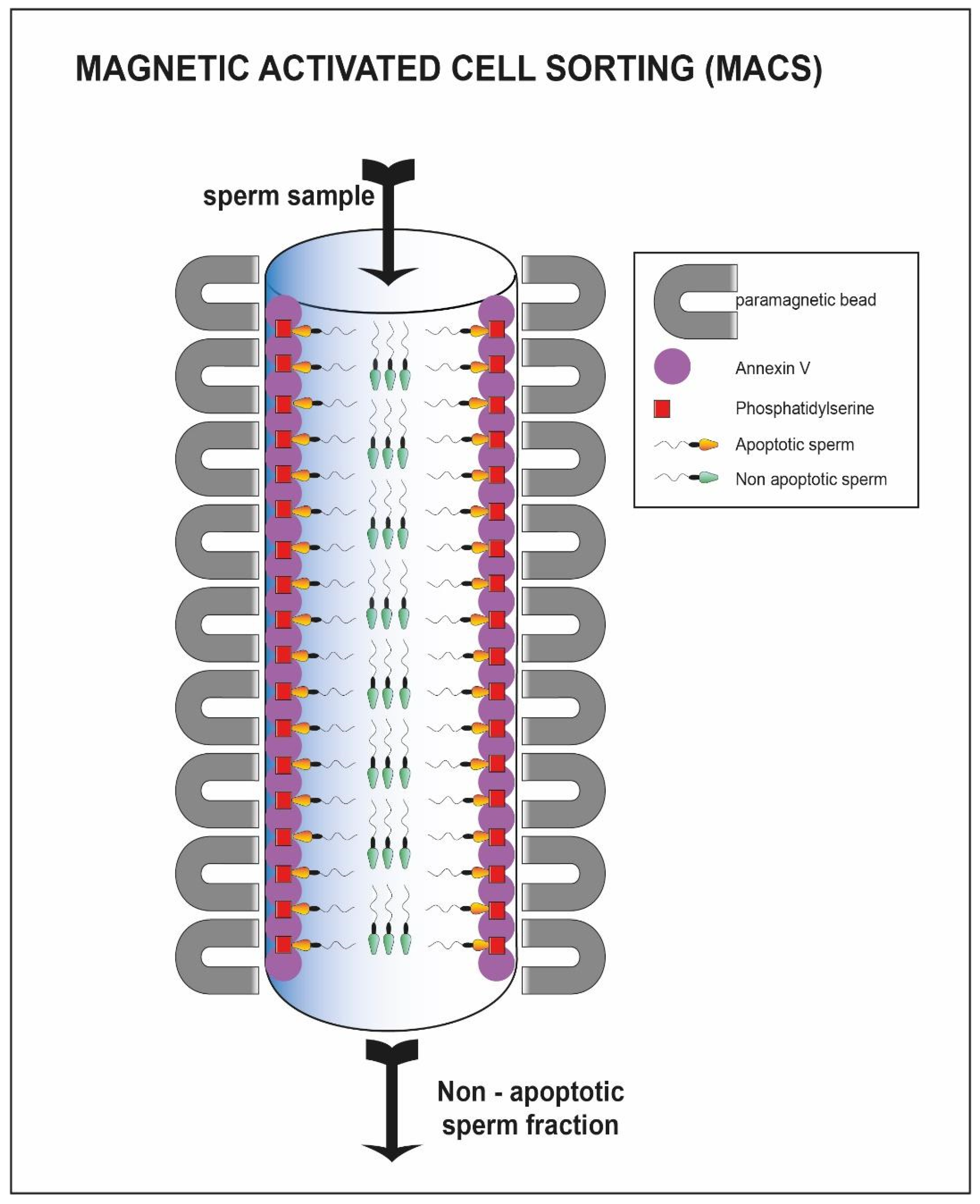 Cells 10 03566 g007 Cells 10 03566 g007