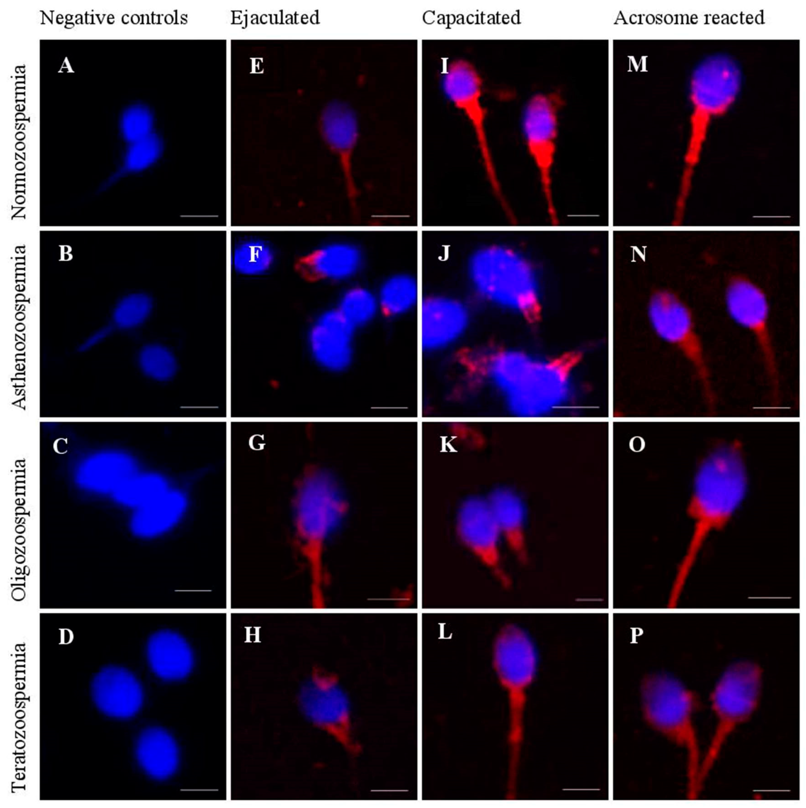 Cells 10 03572 g002 Cells 10 03572 g002