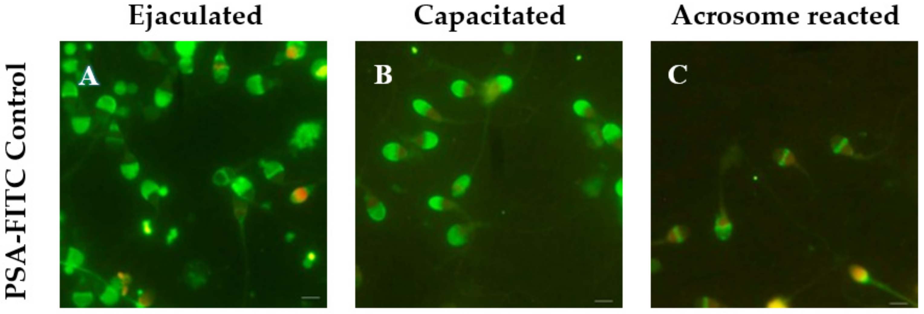 Cells 10 03572 g003 Cells 10 03572 g003