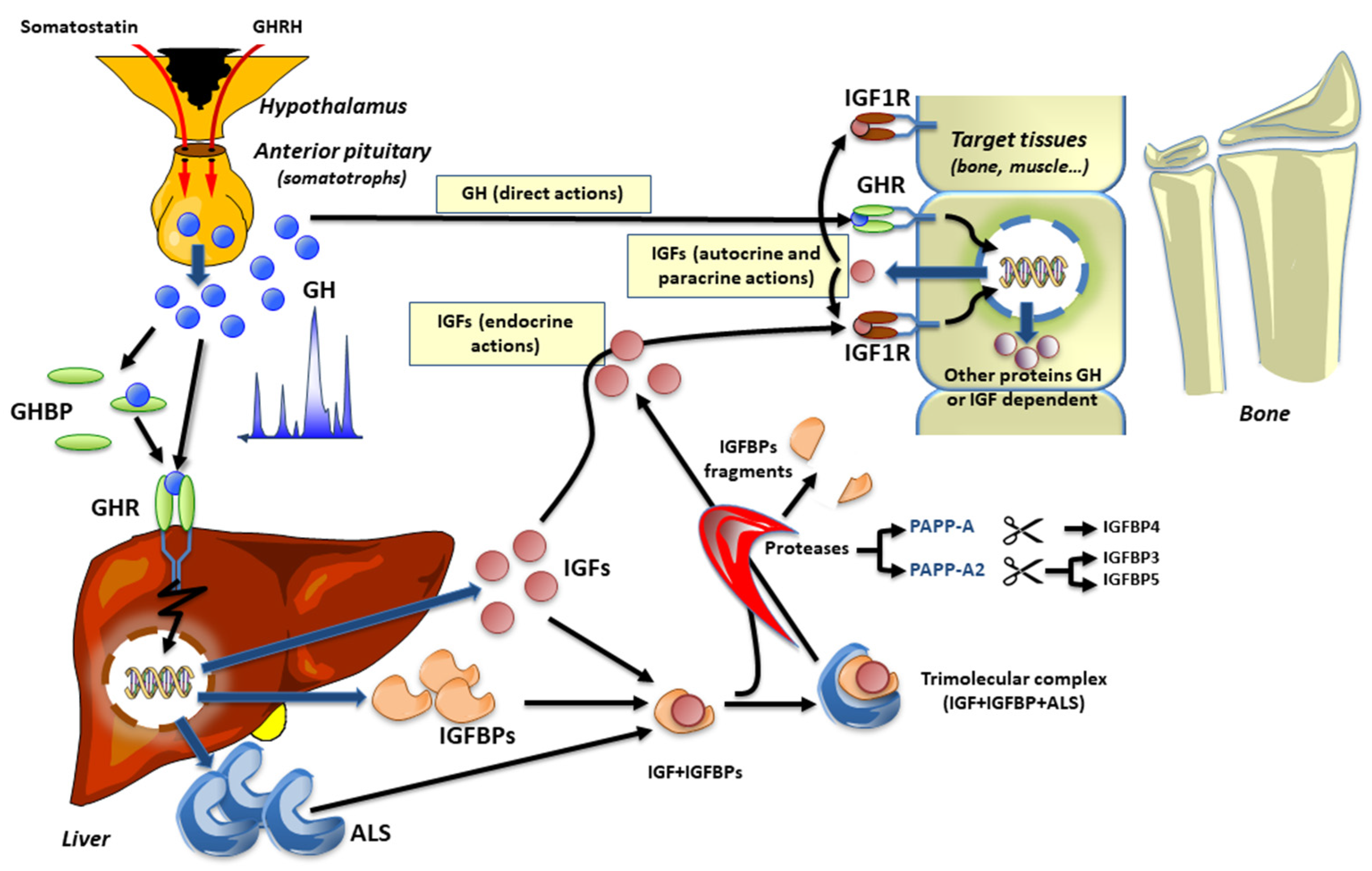 Cells 10 03576 g001 Cells 10 03576 g001