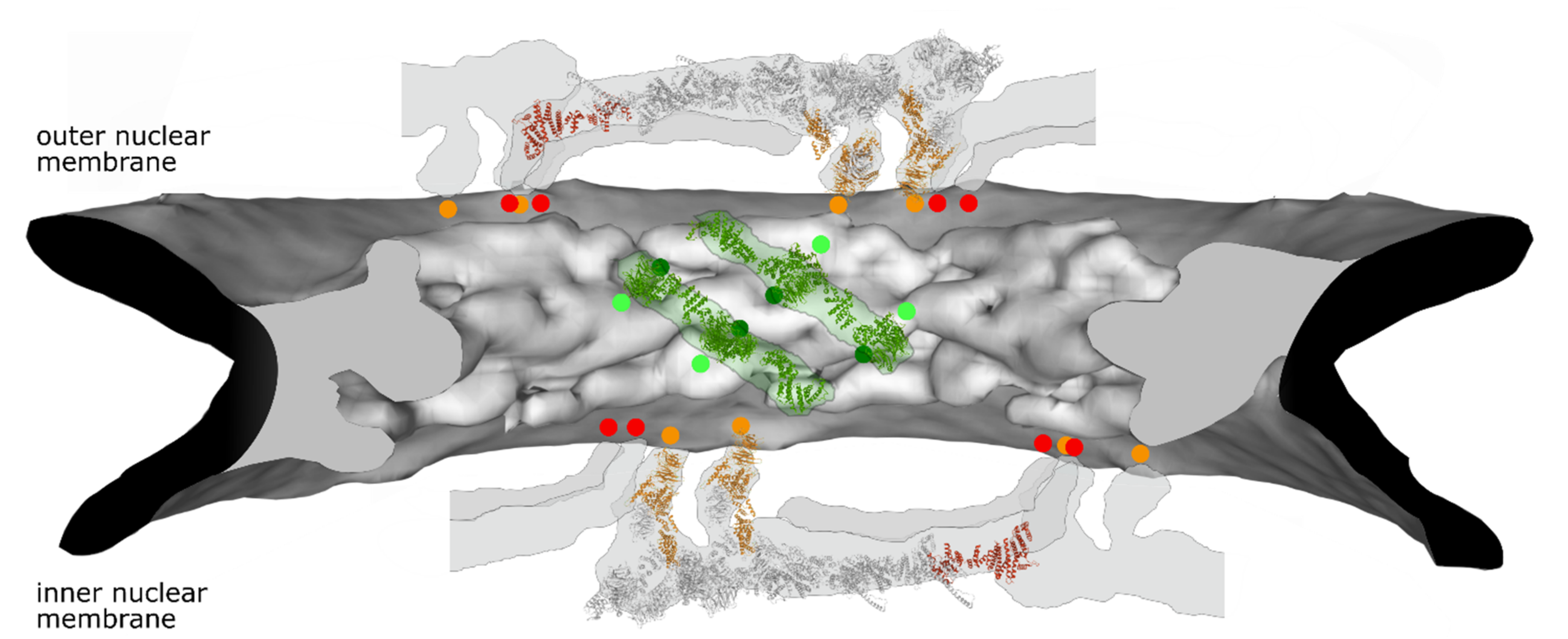 Cells 10 03601 g002
