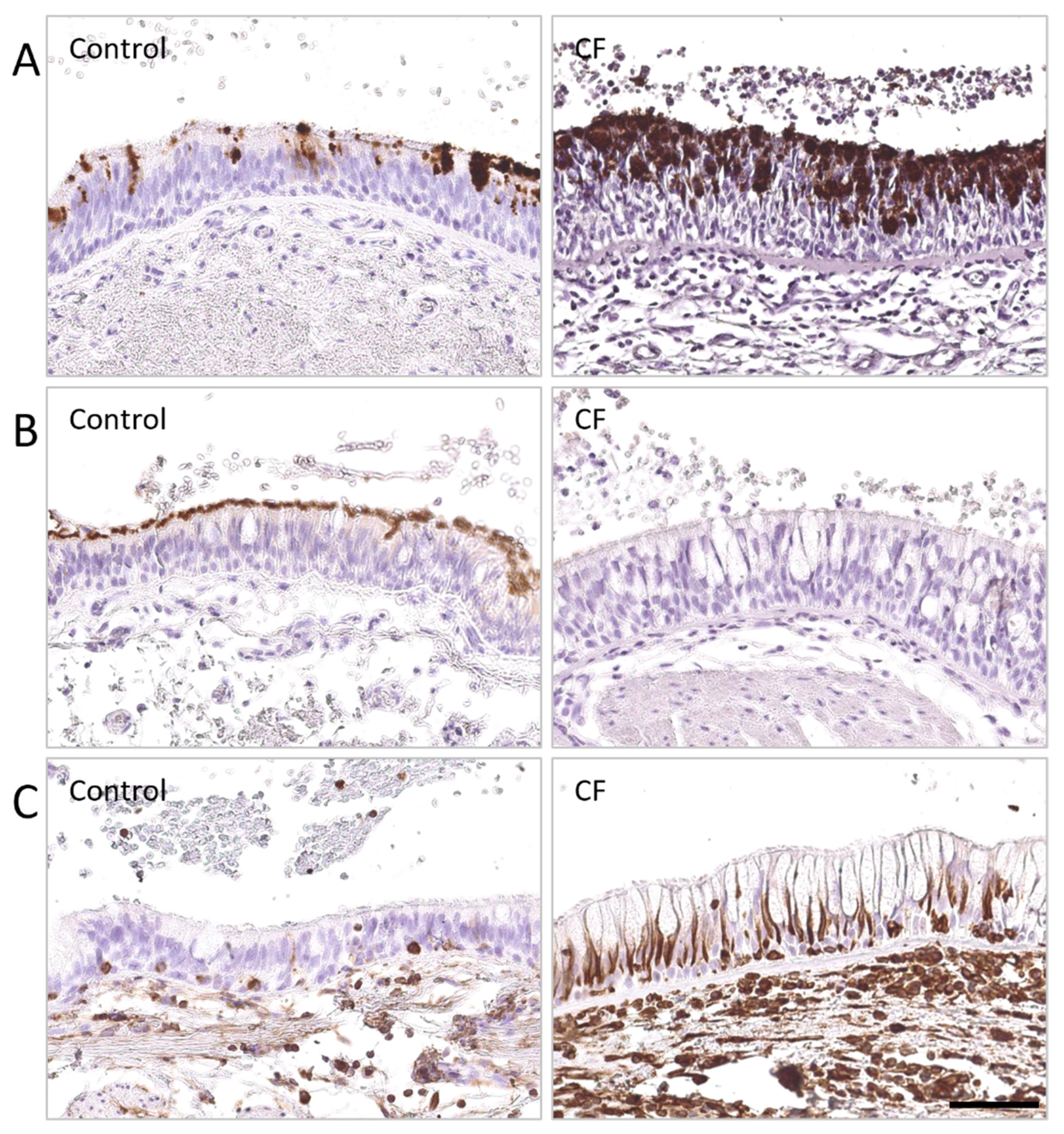 Cells 10 03603 g001 Cells 10 03603 g001