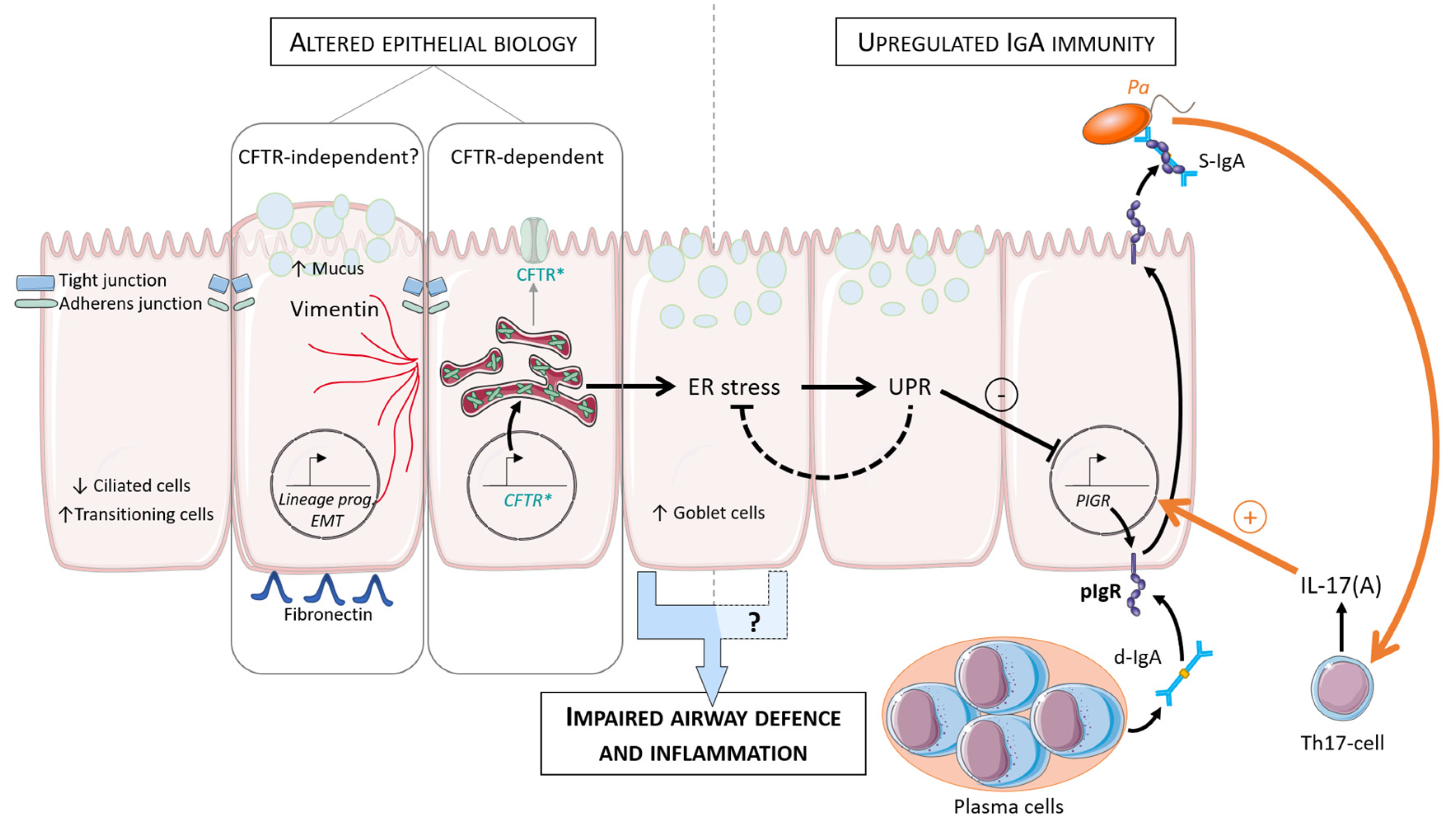 Cells 10 03603 g002 Cells 10 03603 g002