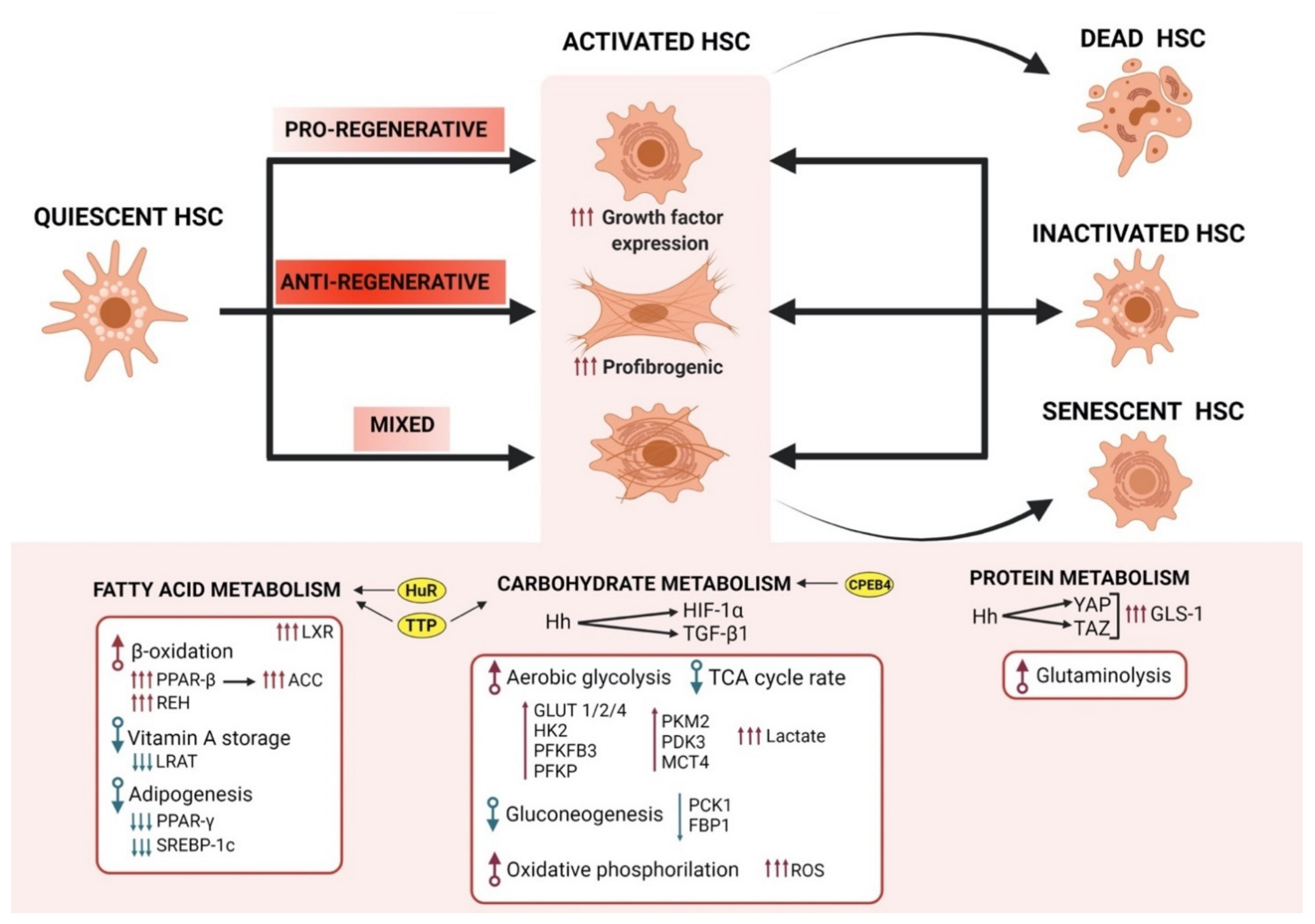 Cells 10 03604 g002