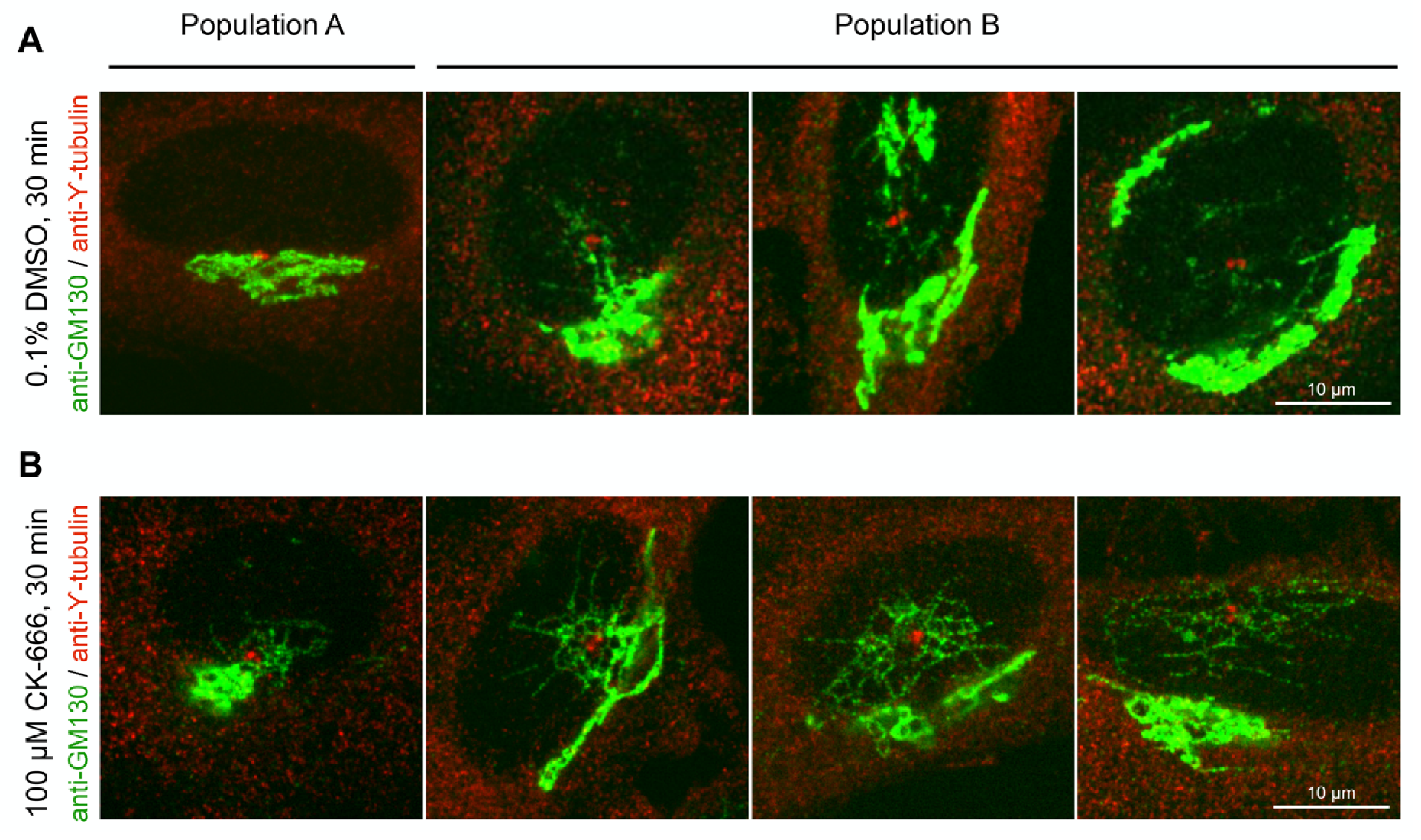 Cells 11 00015 g002 Cells 11 00015 g002