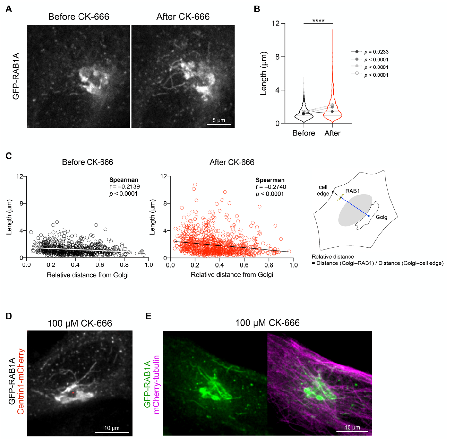 Cells 11 00015 g003 Cells 11 00015 g003