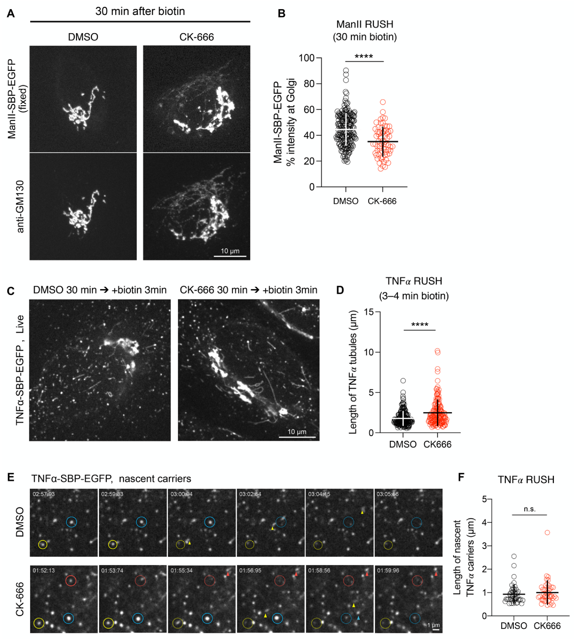 Cells 11 00015 g005 Cells 11 00015 g005