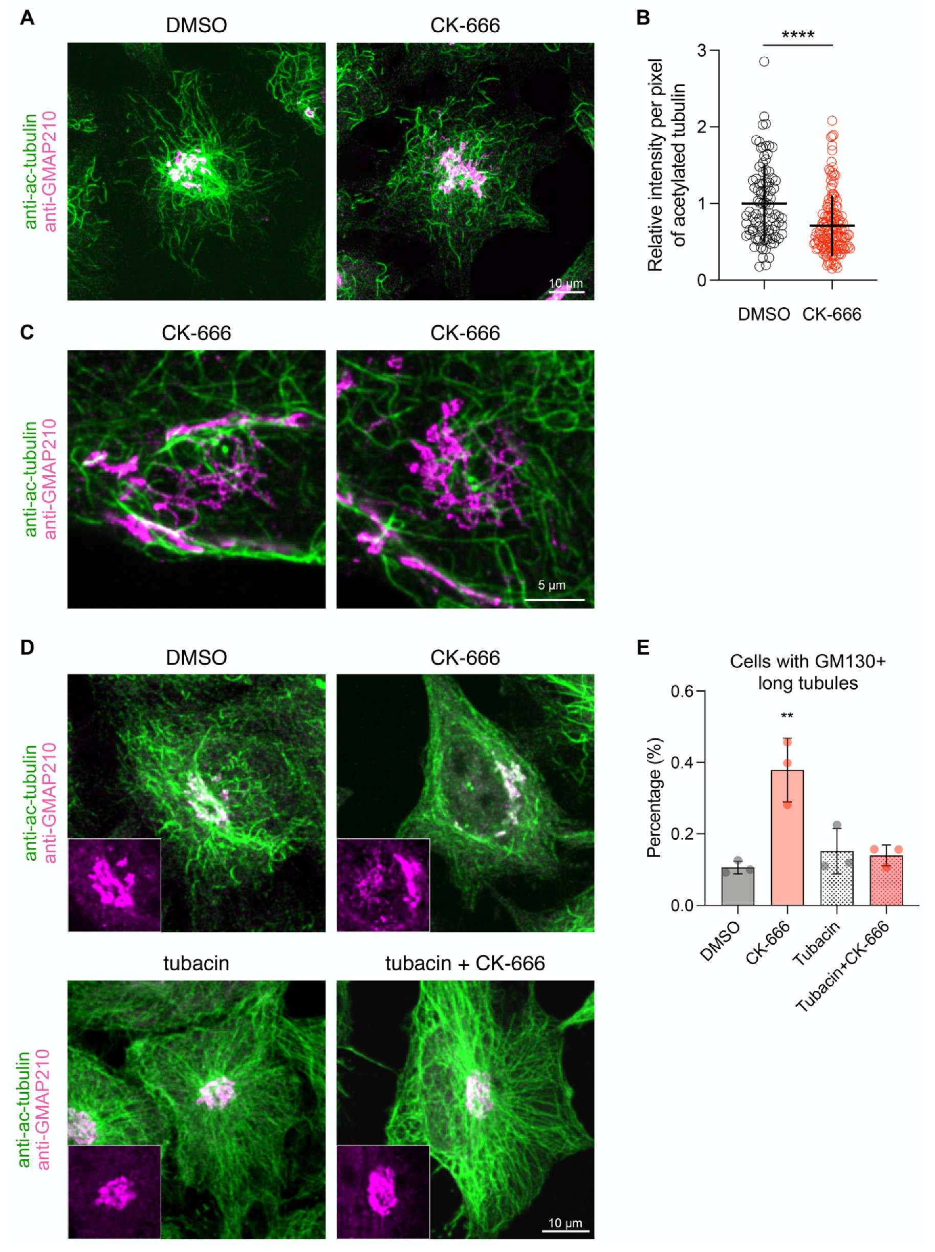 Cells 11 00015 g007 Cells 11 00015 g007