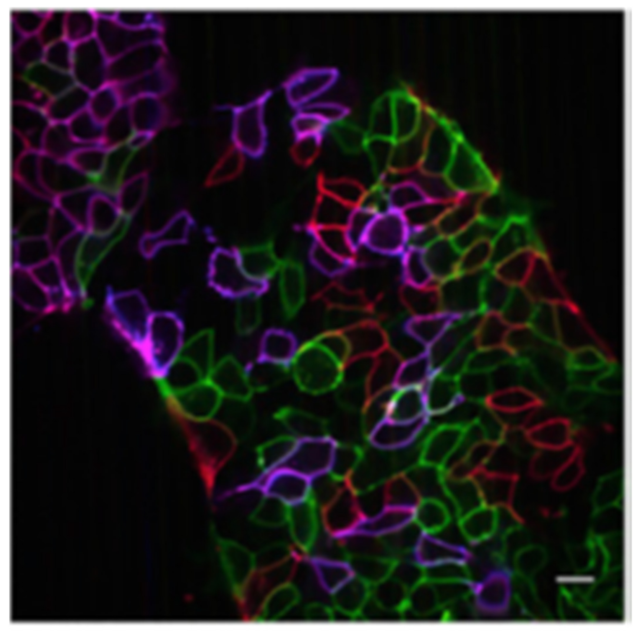 Cells 11 00035 g002