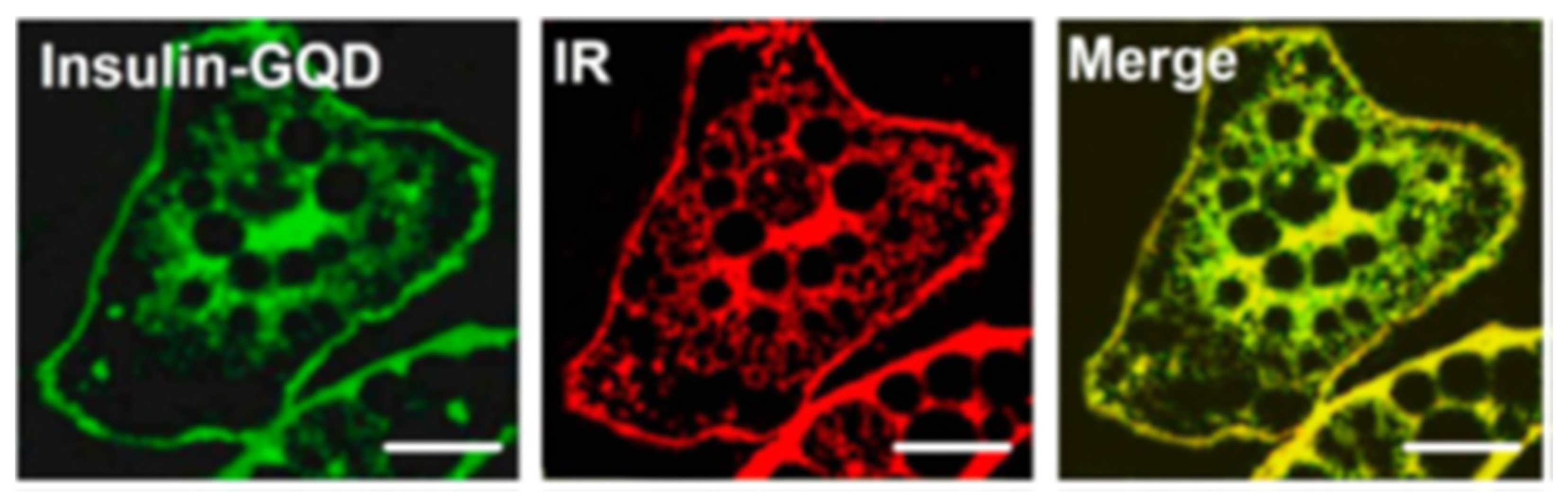 Cells 11 00035 g006