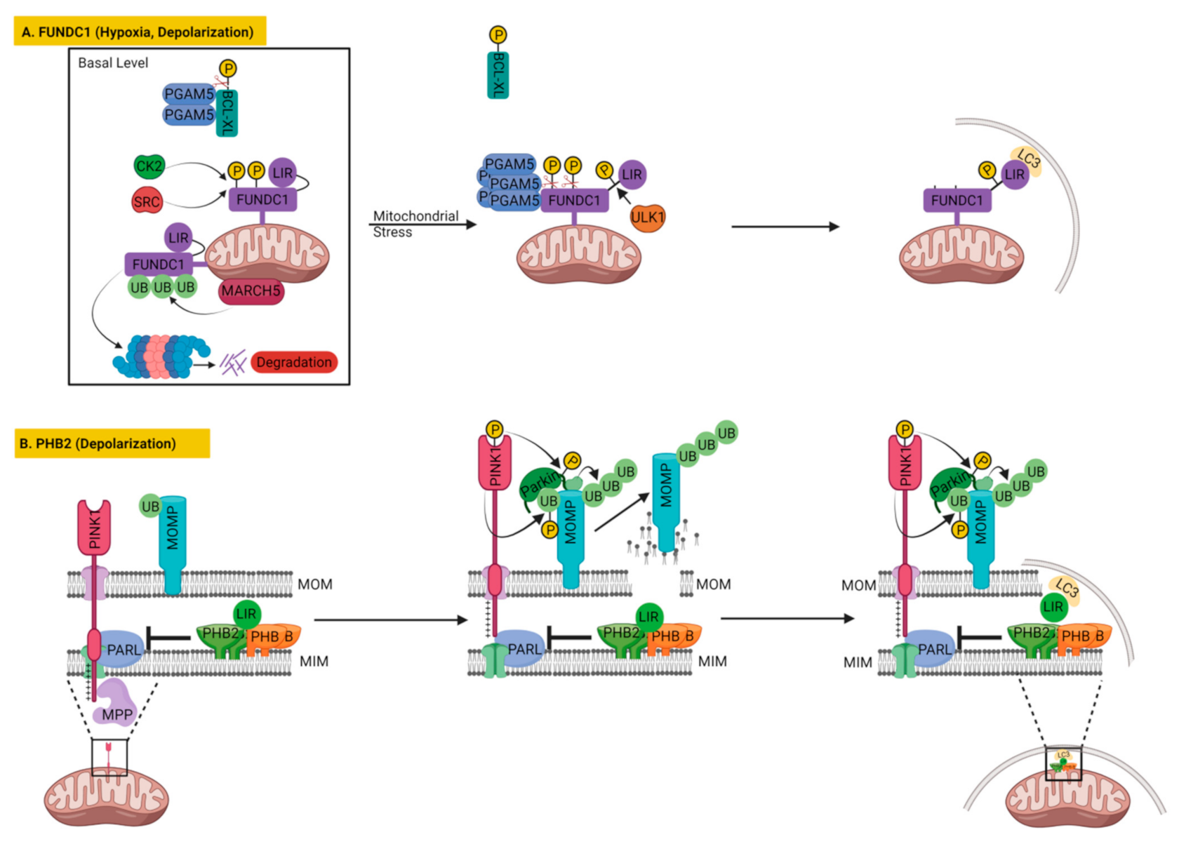 Cells 11 00038 g006 Cells 11 00038 g006