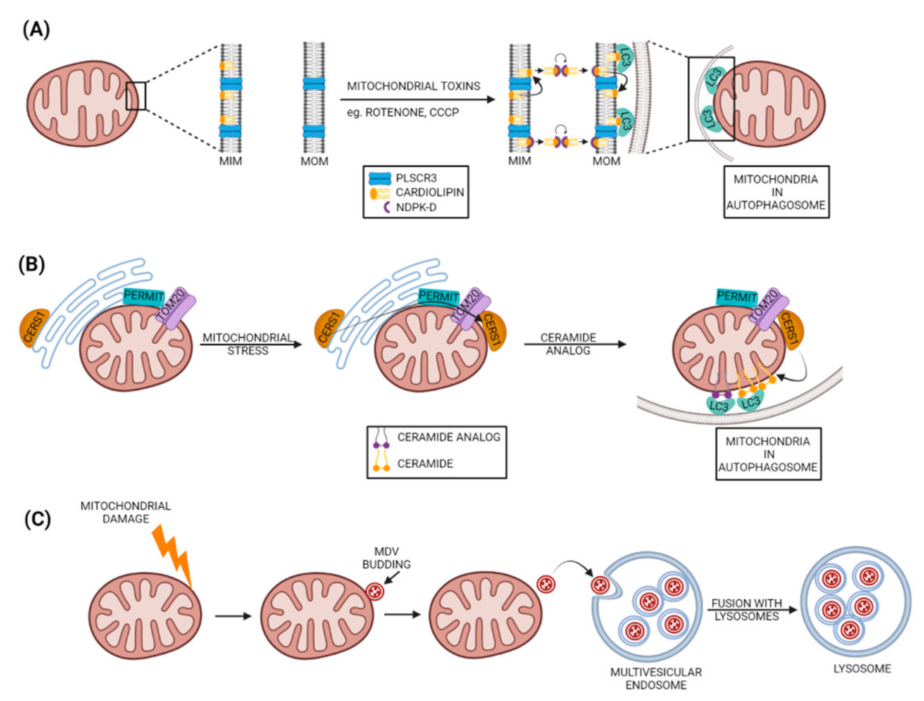 Cells 11 00038 g007 Cells 11 00038 g007