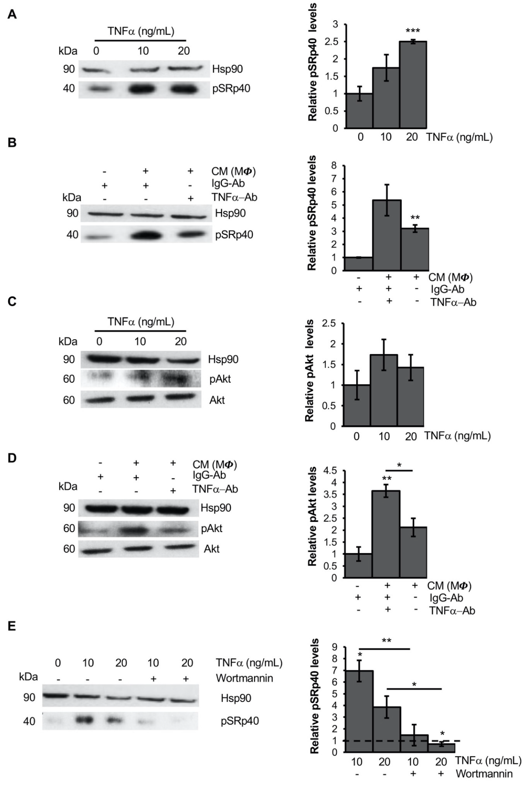 Cells 11 00042 g004 Cells 11 00042 g004