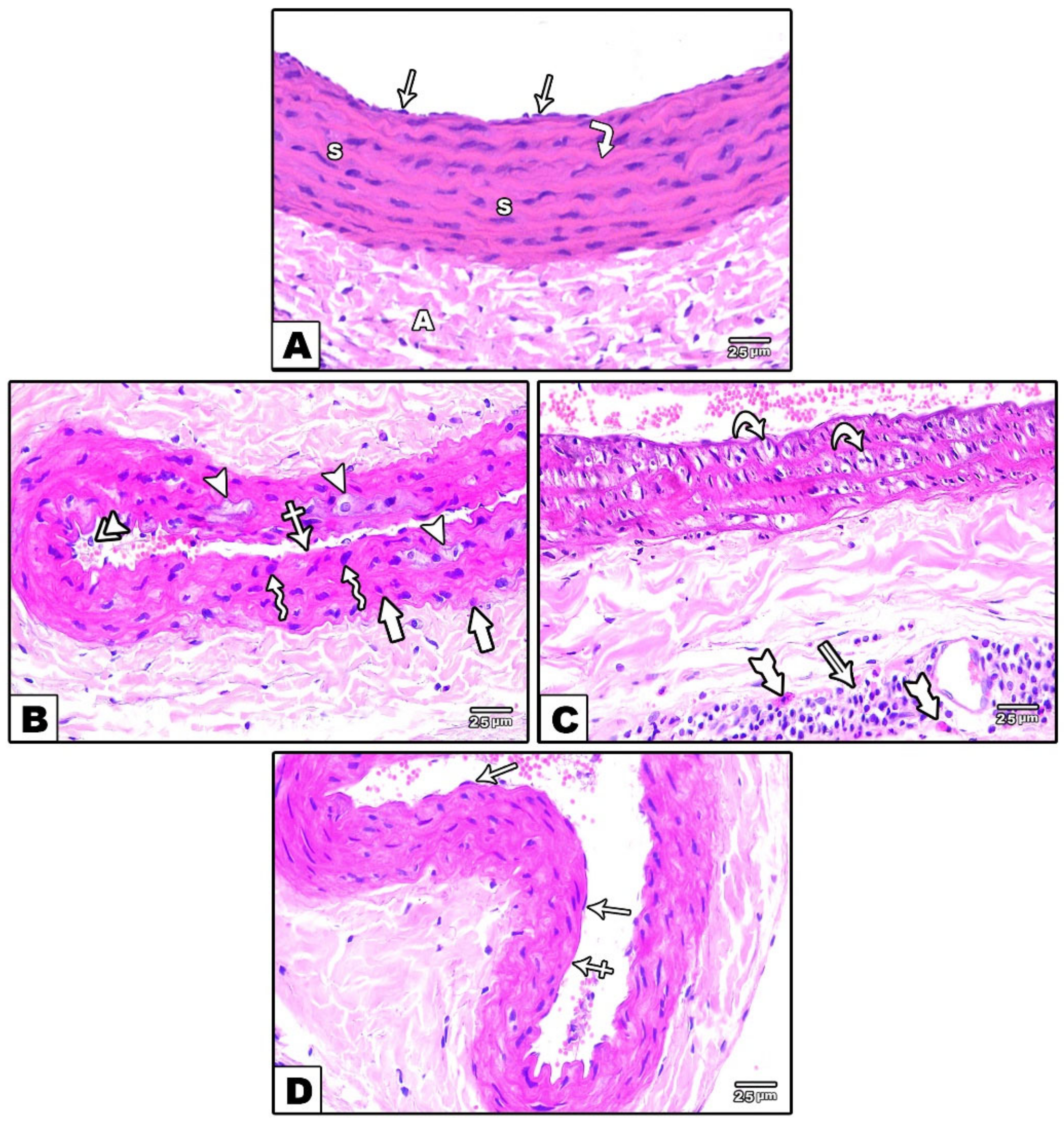 Cells 11 00048 g001 Cells 11 00048 g001